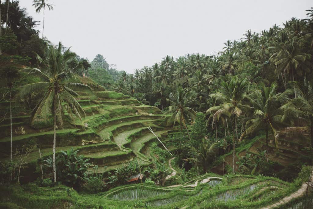 6 Culturally Rich Things to Do in Bali - The Mandagies