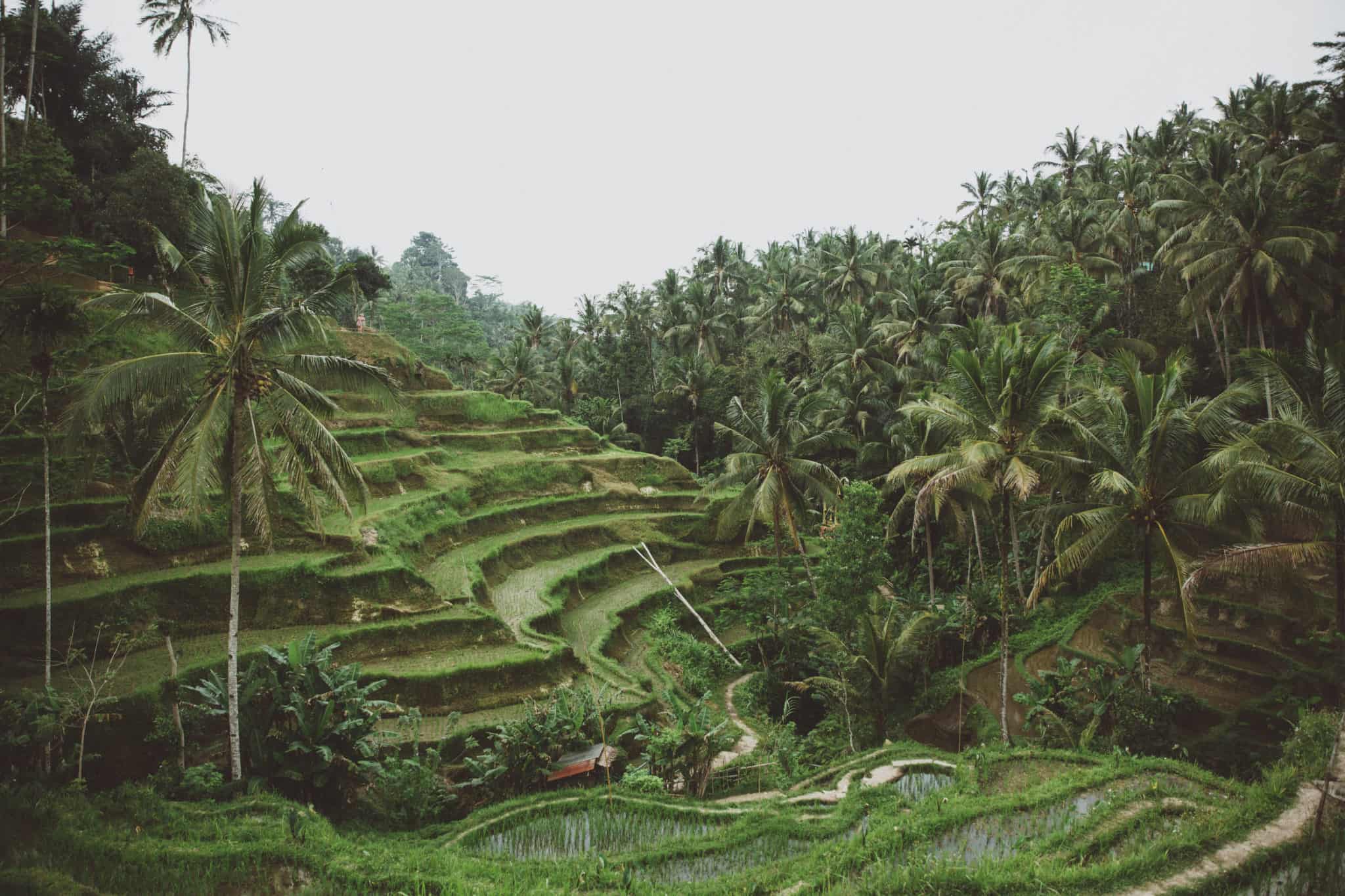 bali-Tegallalang Rice fields