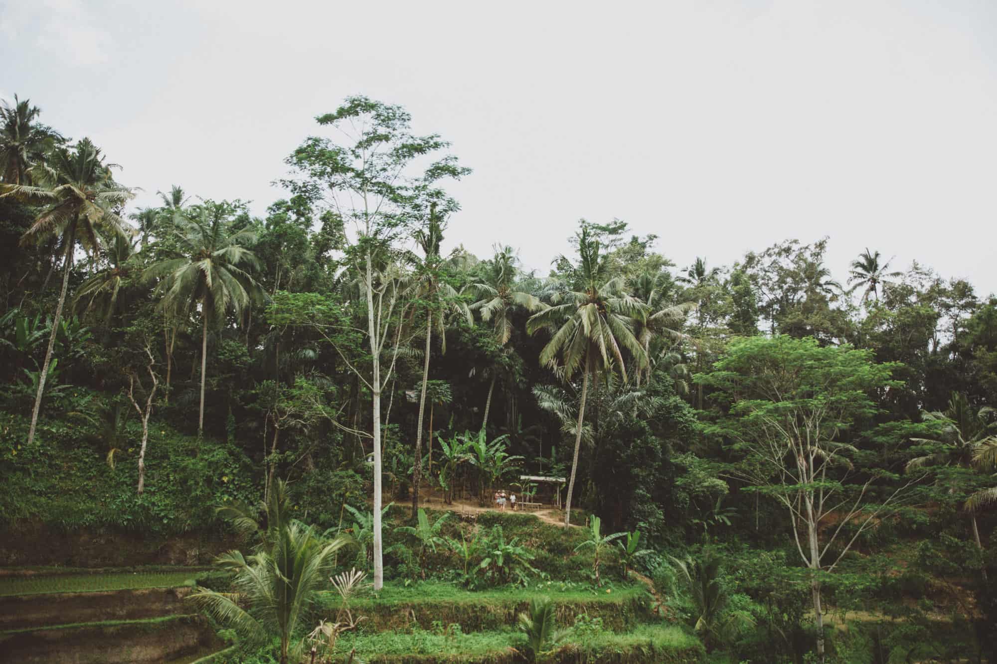 Tanggalang Rice Tegalalang Rice Terraces: Is it really worth your time? - The Mandagies