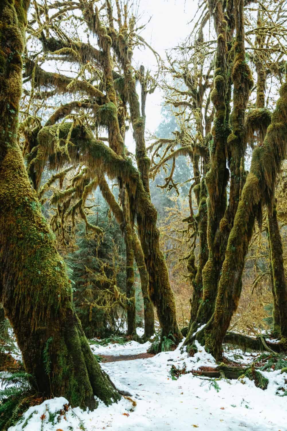 Winter in the Hoh Rainforest in Olympic National Park
