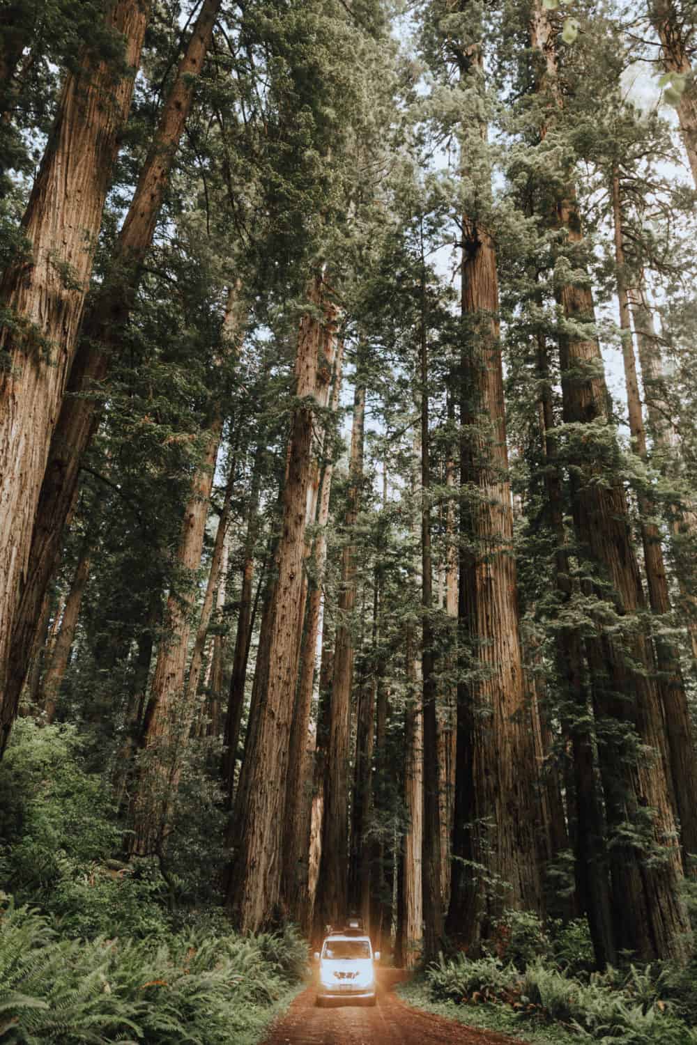 Driving Through the Redwood National Park - Pacific Northwest Road Trips