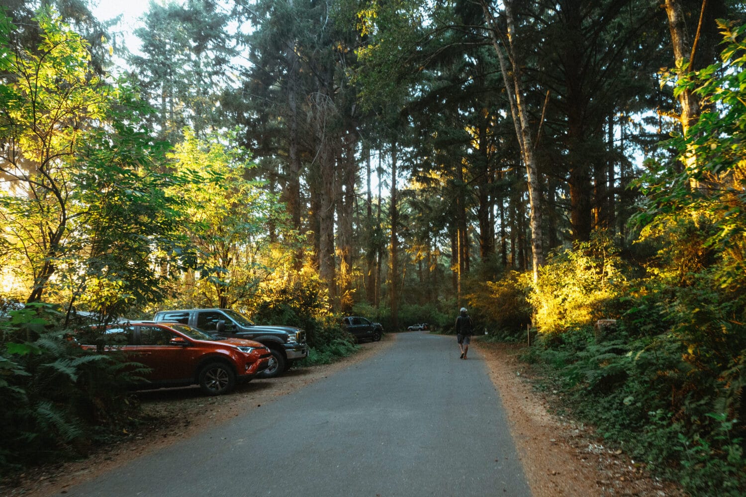 Camping in the Redwood National Park