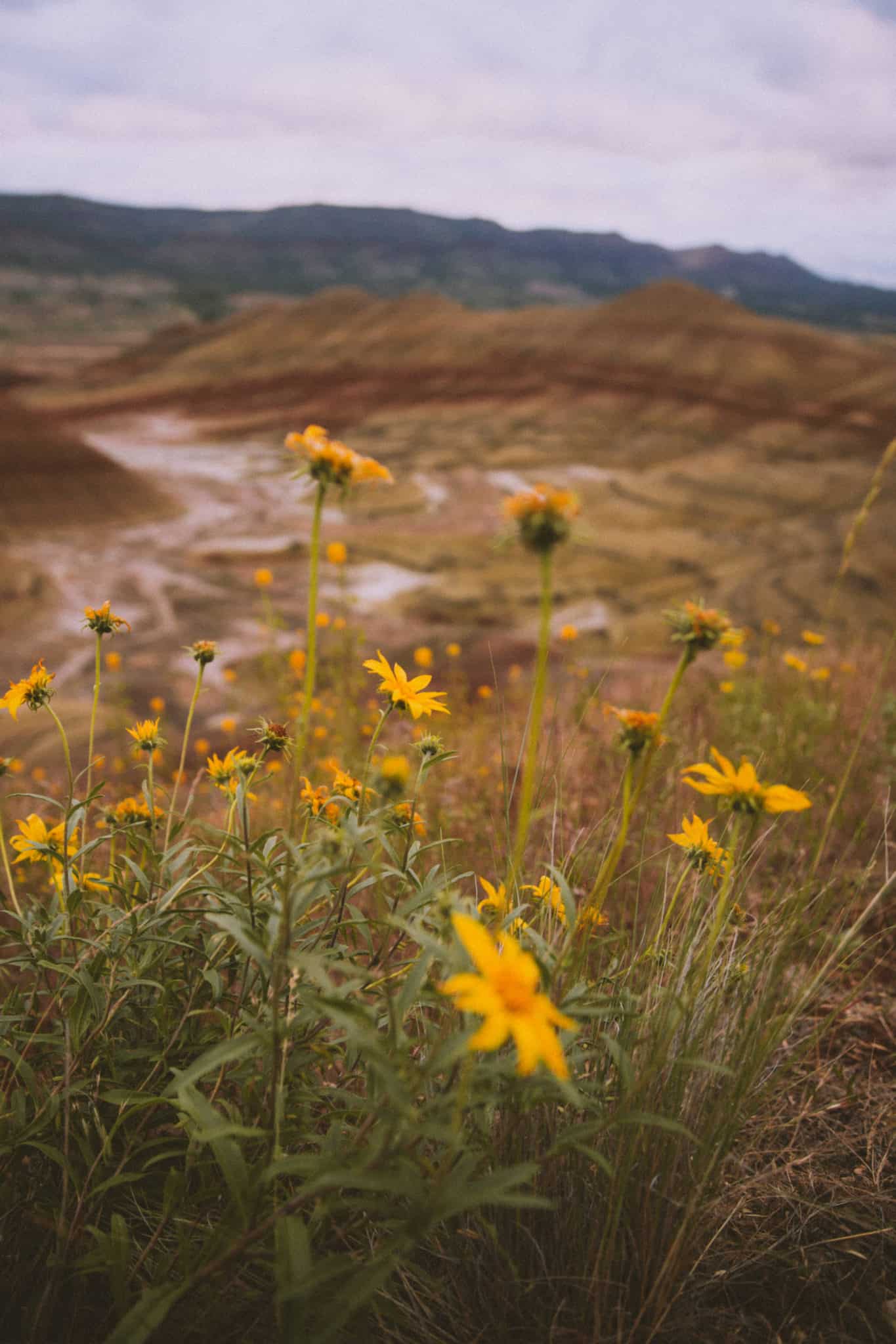 Exploring Oregon's Painted Hills. TheMandagies.com @themandagies