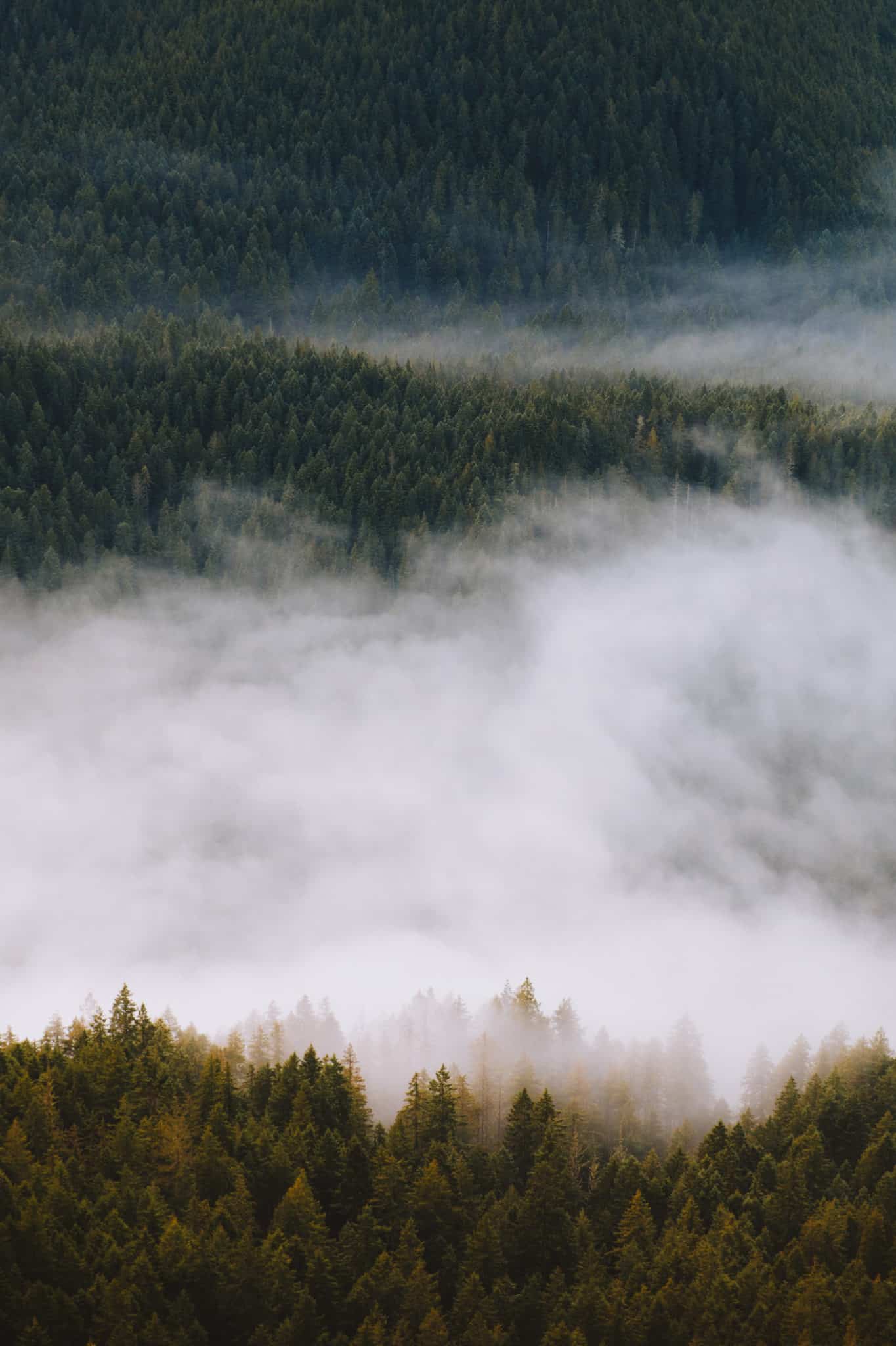 Conquer Mount Storm King with us in this epic adventure post. Located in Washington State on the Olympic Peninsula, this hike is ready to challenge any adventure lover - only the bravest will be rewarded with sweeping views of the valley below!