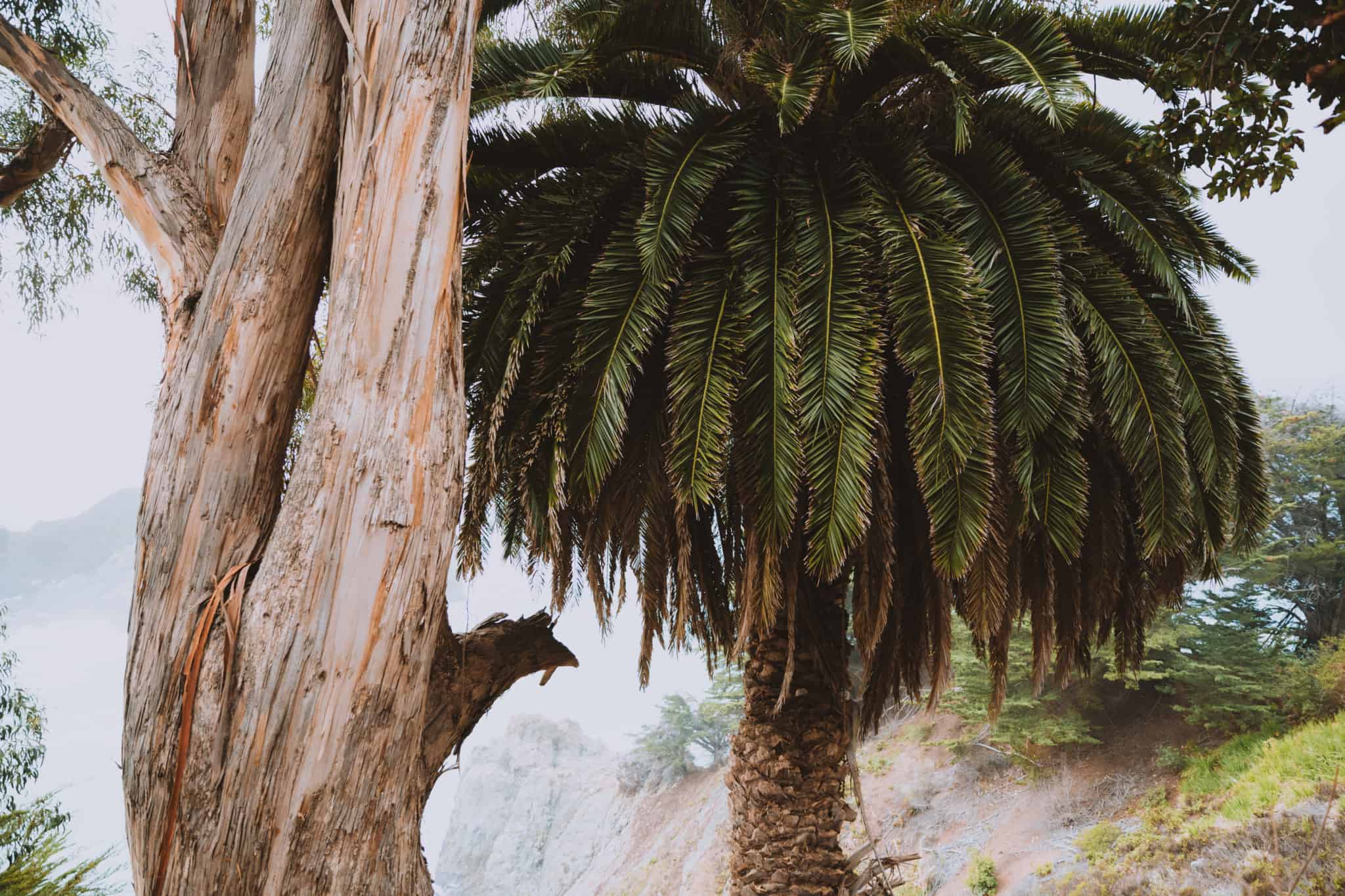 Palm Trees at McWay Falls Big Sur