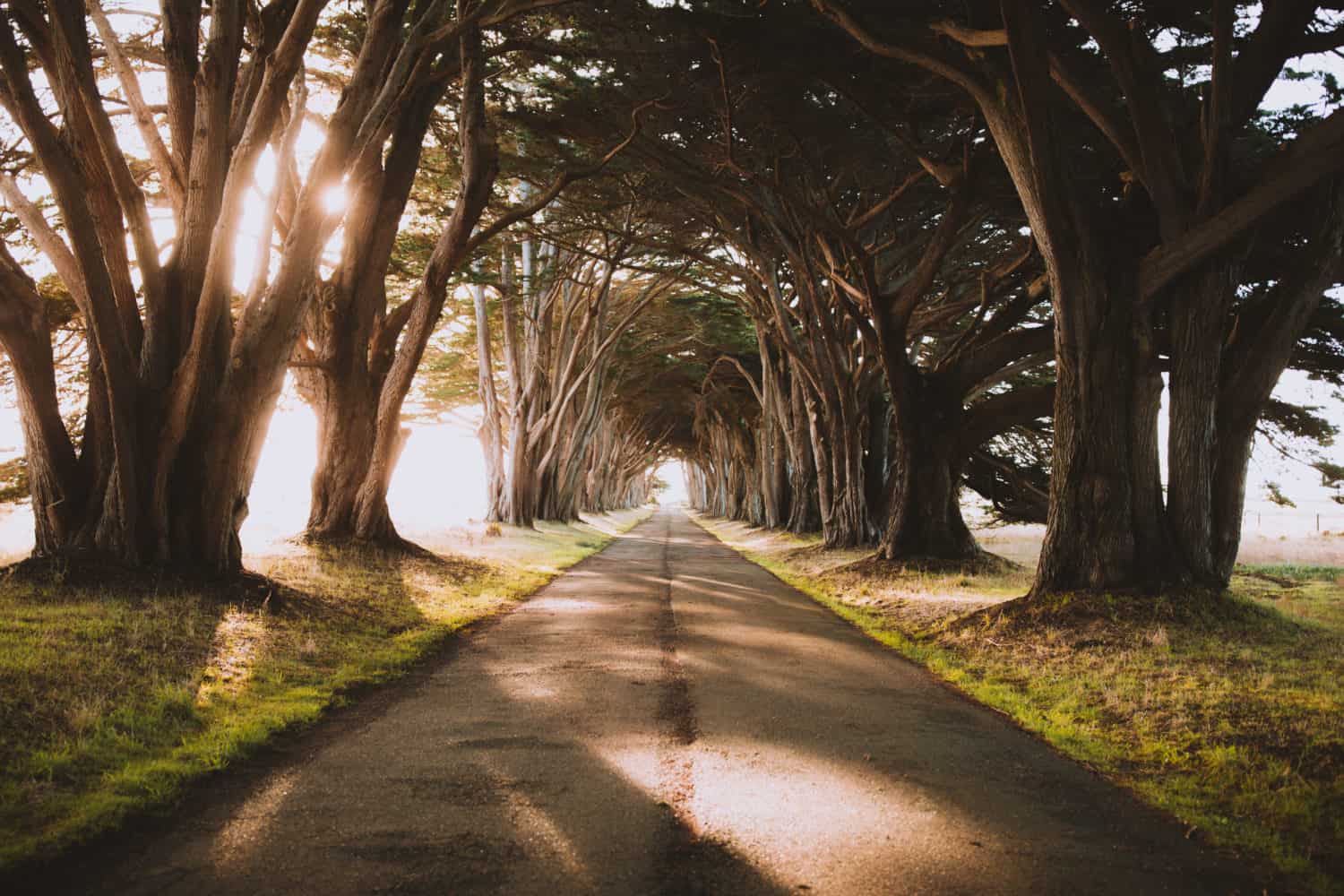 Northern California Road Trip Itinerary - Cypress Tree Tunnel in Point Reyes National Seashore