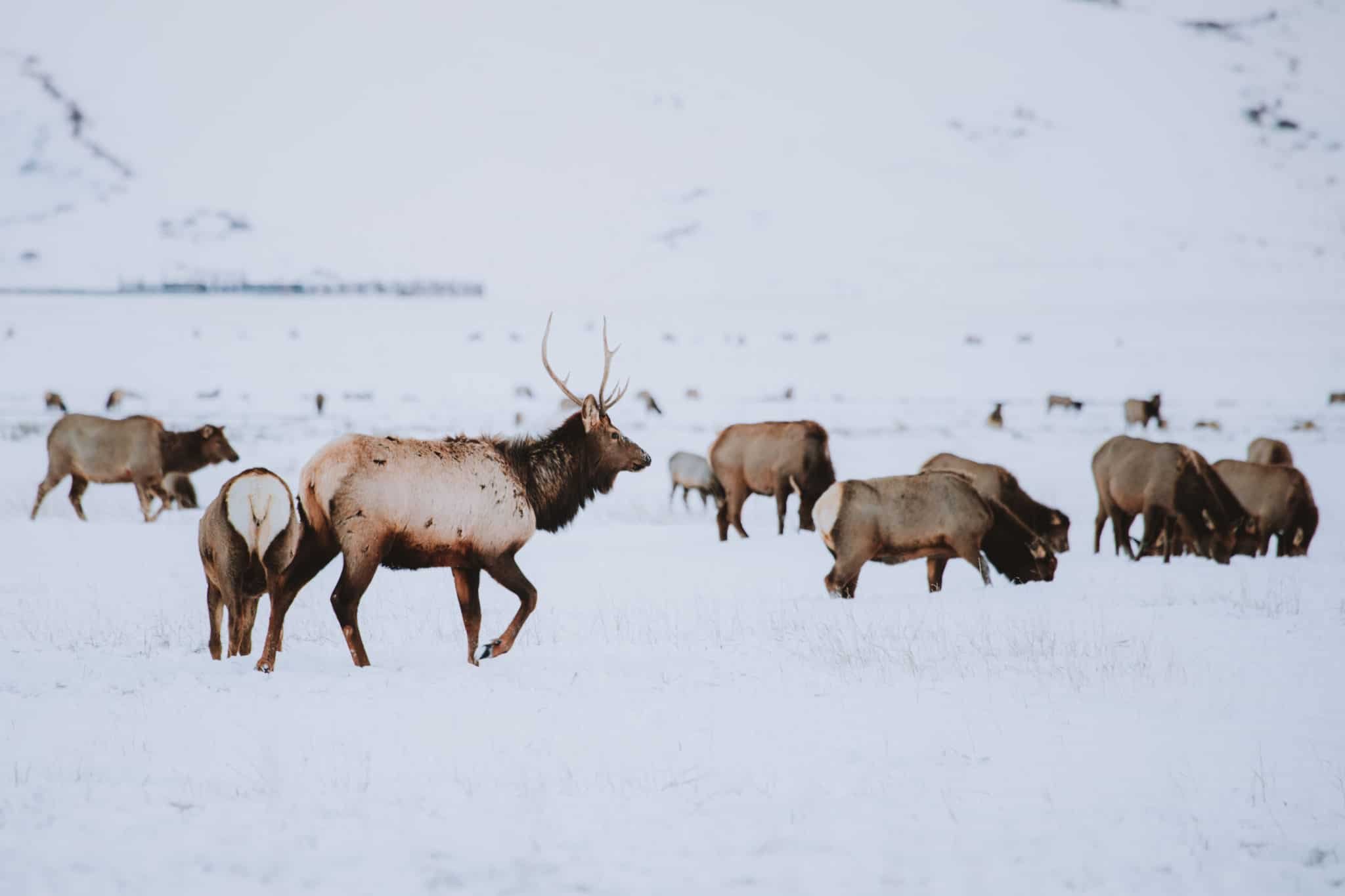 Grand Teton National Park Elk Reserve - TheMandagies.com