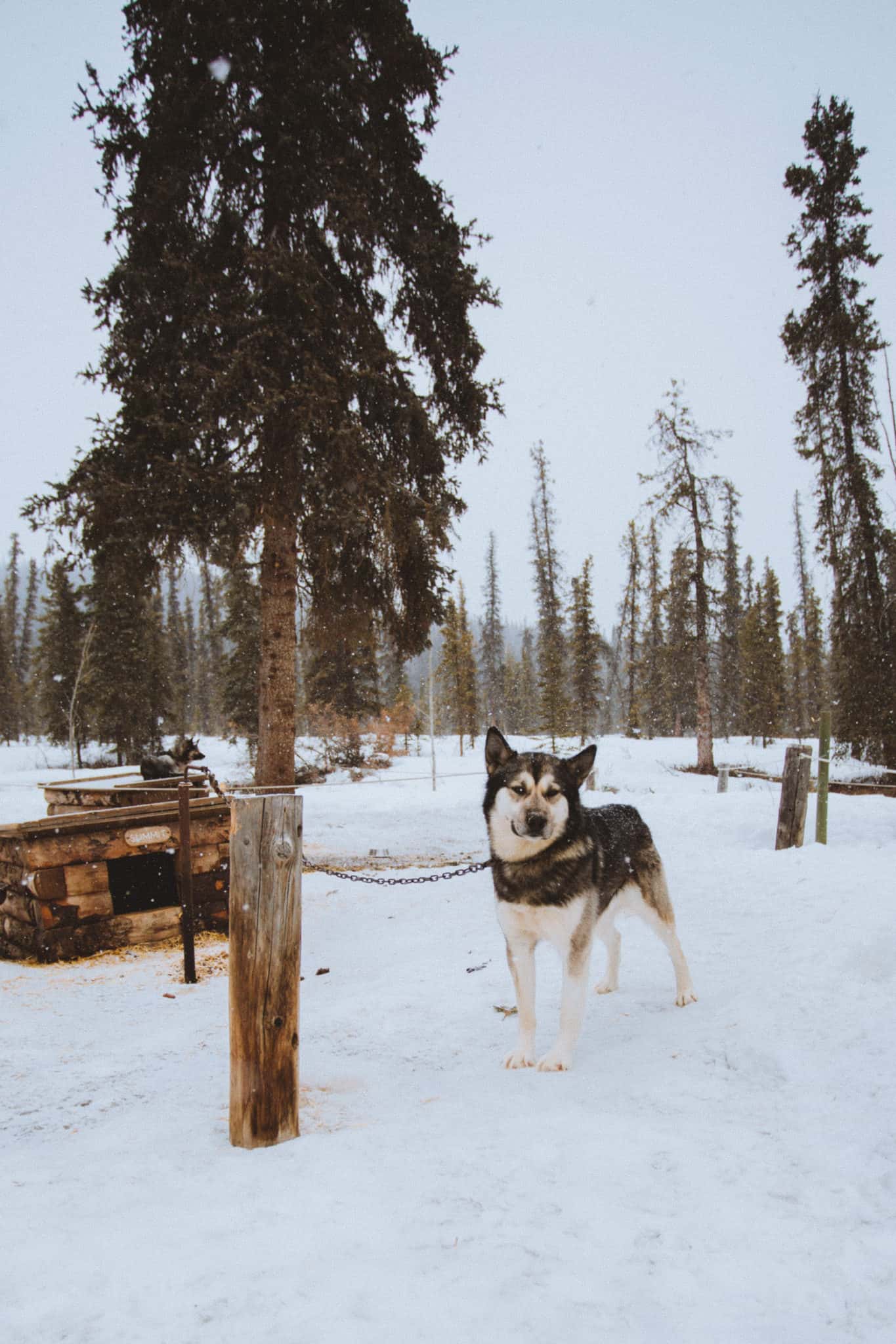 Things To Do In Fairbanks - Denali Kennel Dogs