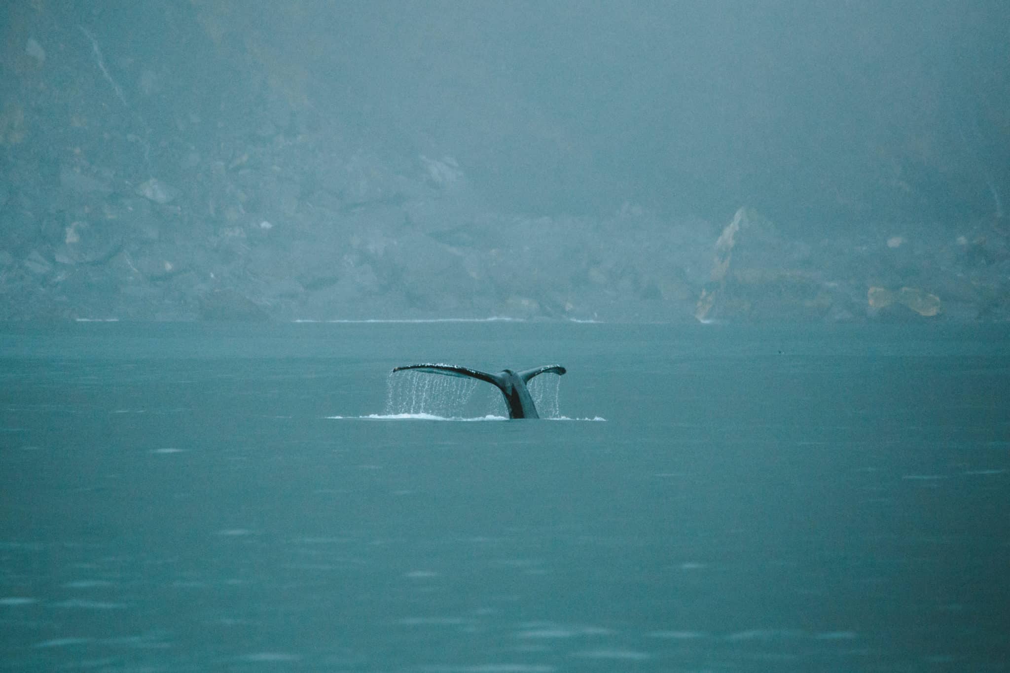 Major Marine Gray Whale Tour -TheMandagies.com