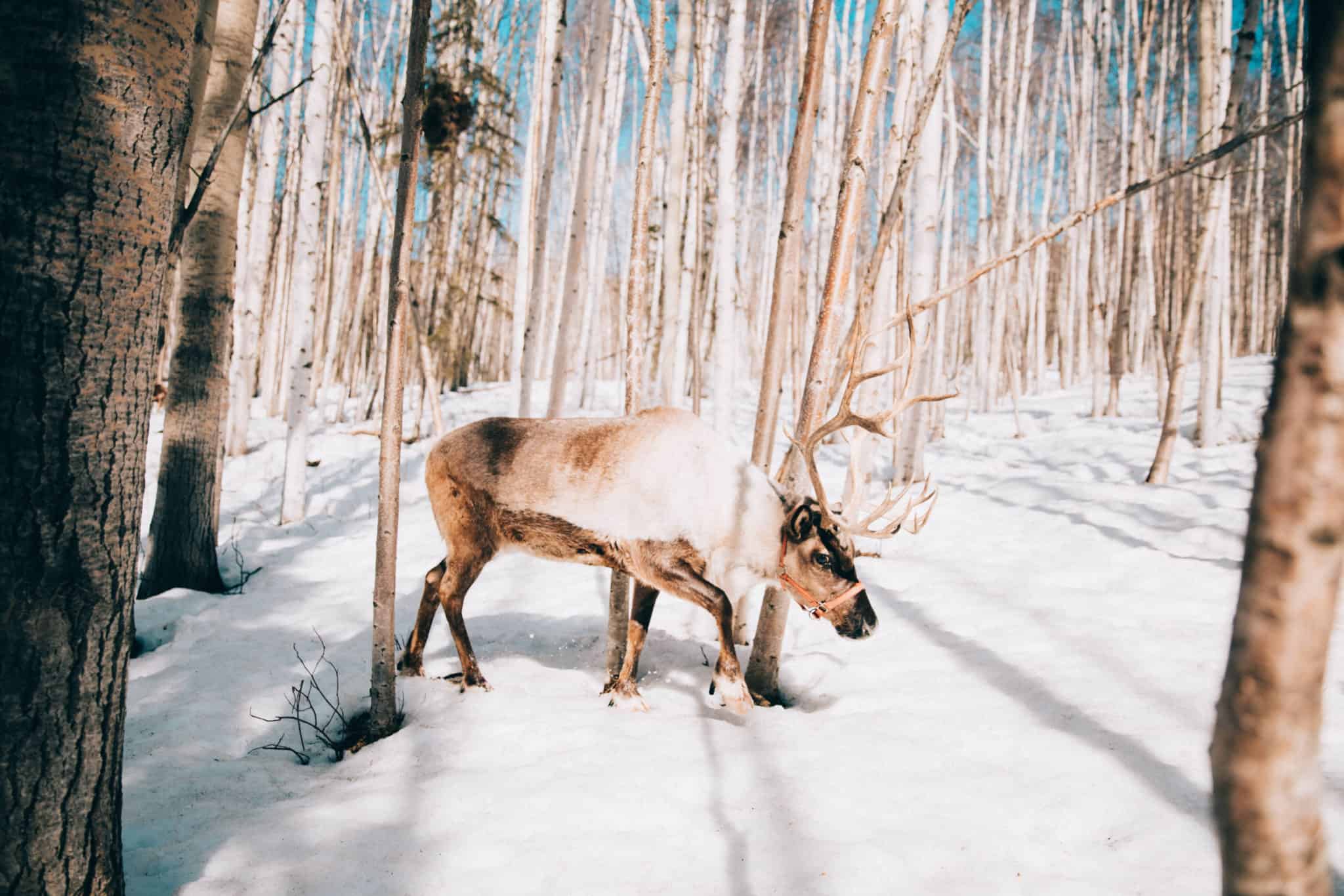 Things To Do In Fairbanks - Running Reindeer Ranch