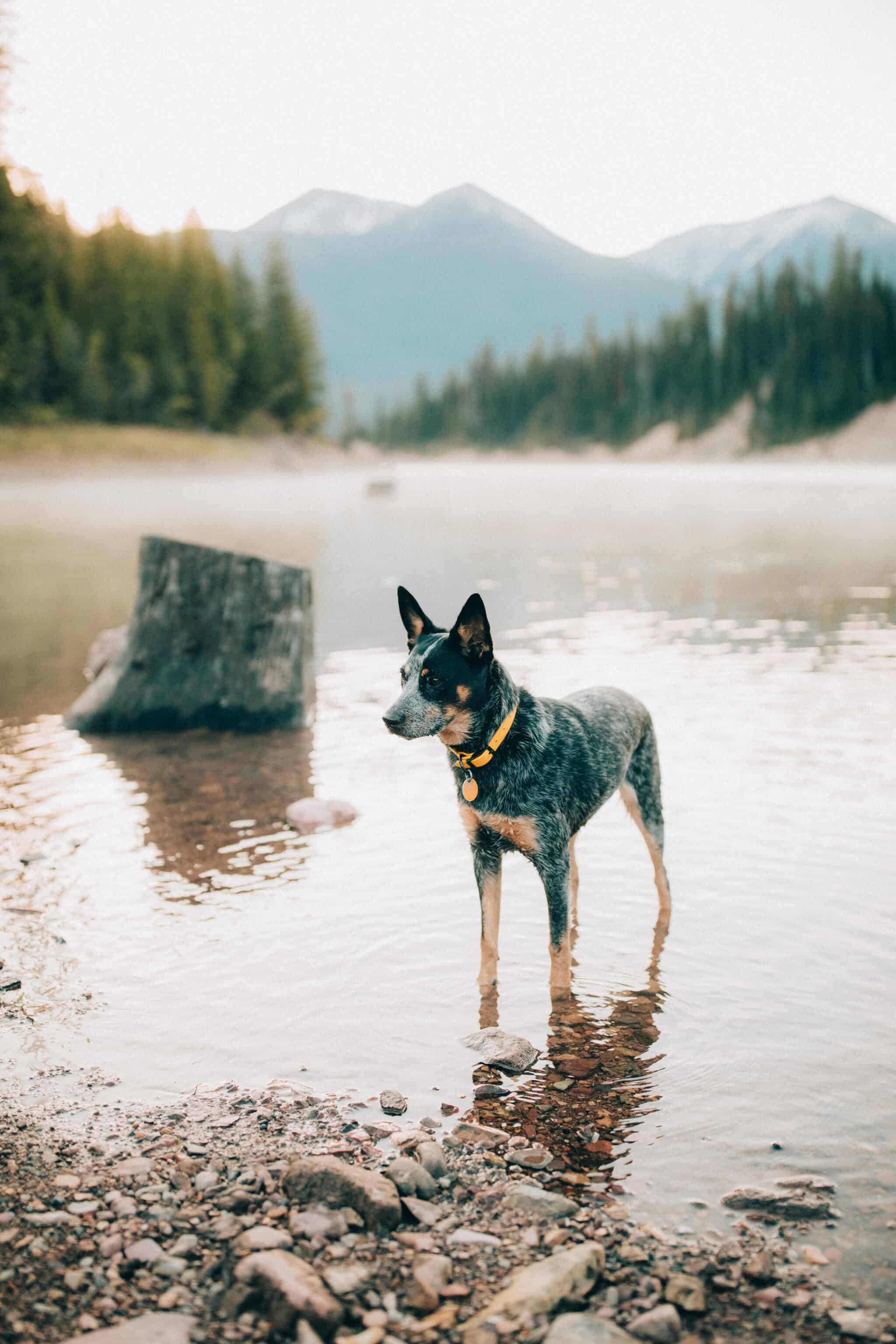 dog standing in lake at free camping area