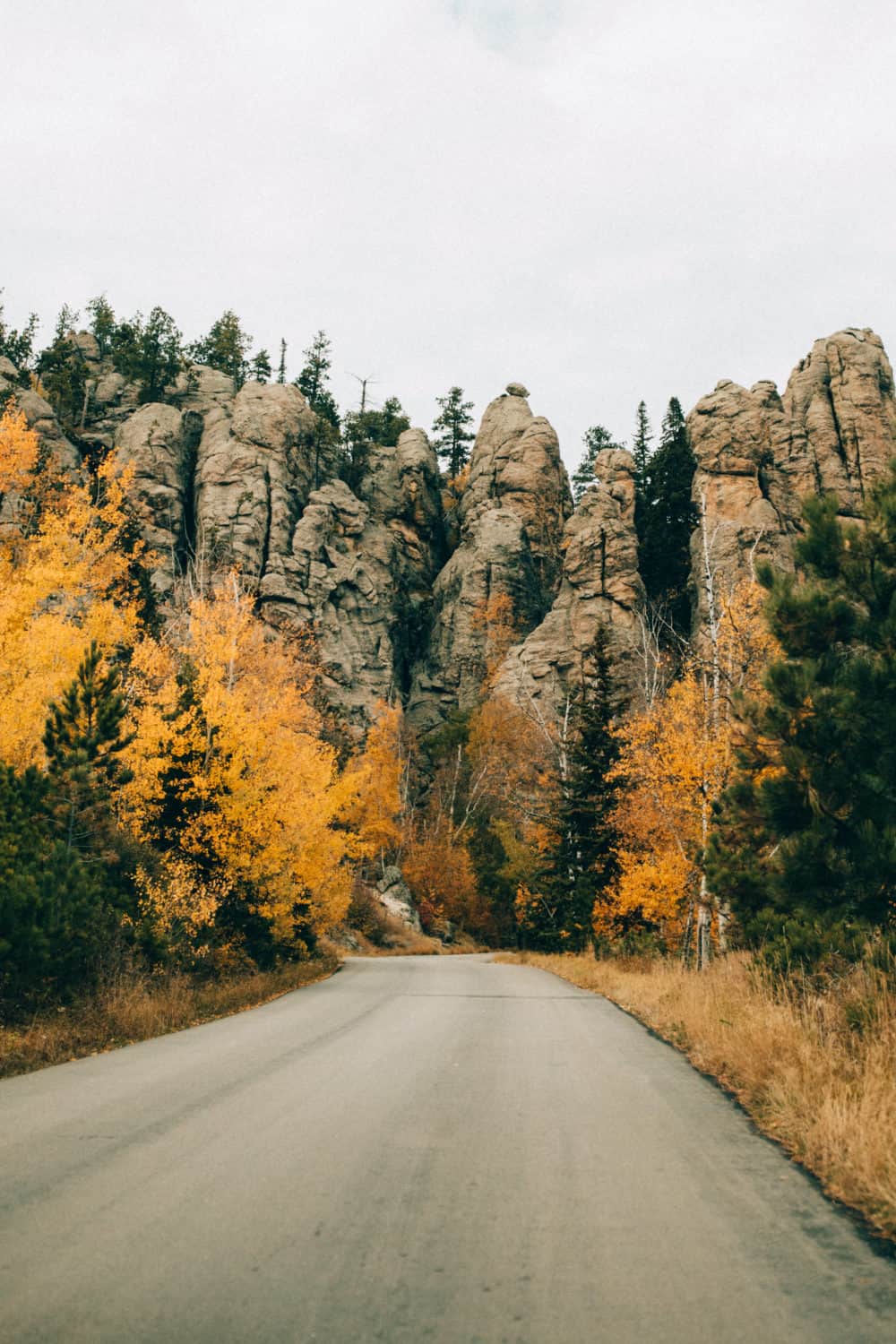 autumn in South Dakota, trees on Needles Highway