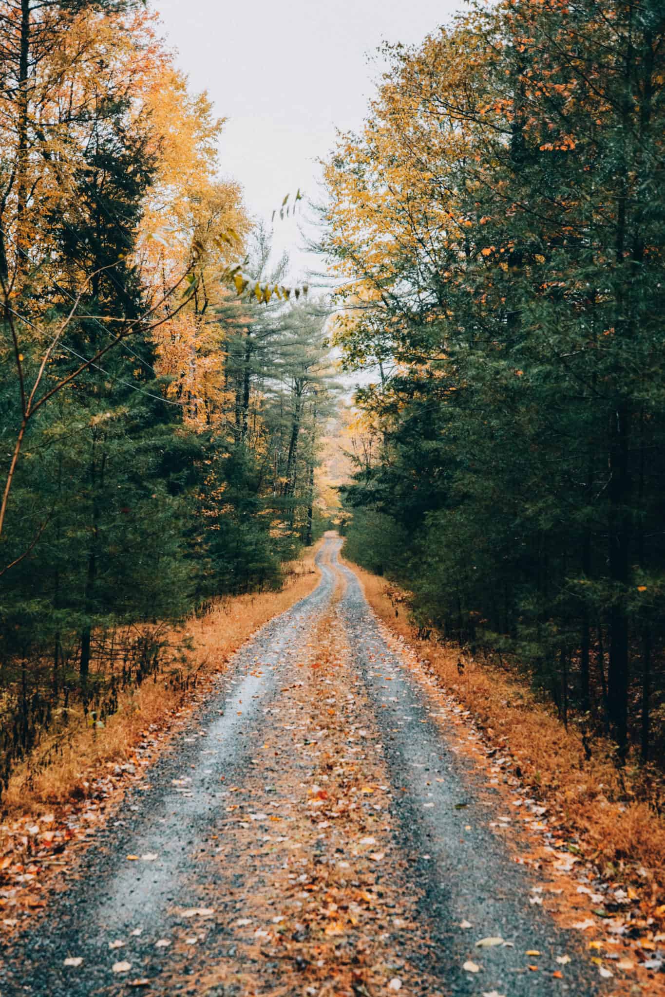 fall road view with fallen leaves