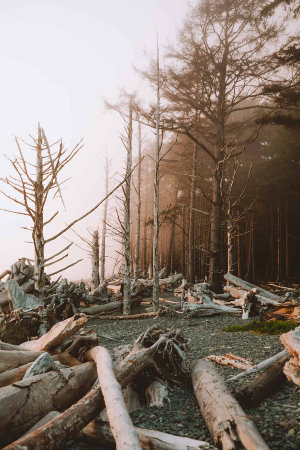 Sun bleached driftwood in the foreground with tall, windswept trees in the background. The air is foggy and has a pink hue for sunset at Rialto Beach in Olympic National Park