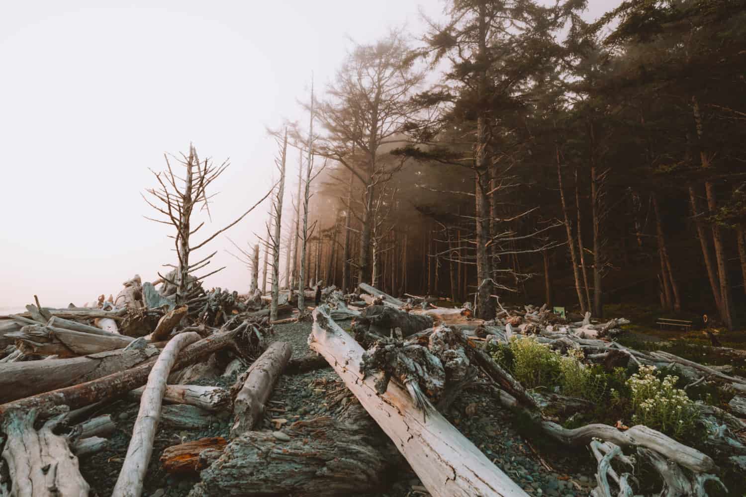 bleached driftwood logs at Rialto Beach, Washingotn