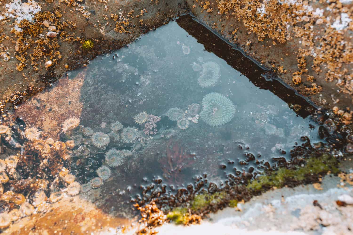 Tide Pools at the Hole In The Wall Hike At Rialto Beach
