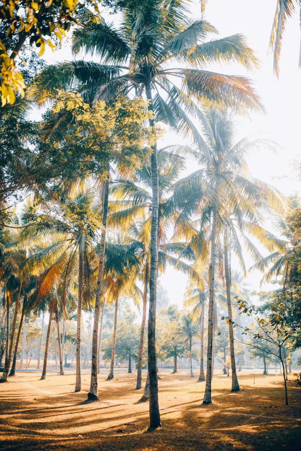 Palm Trees - Things To Do In Yogyakarta, Indonesia - TheMandagies.com