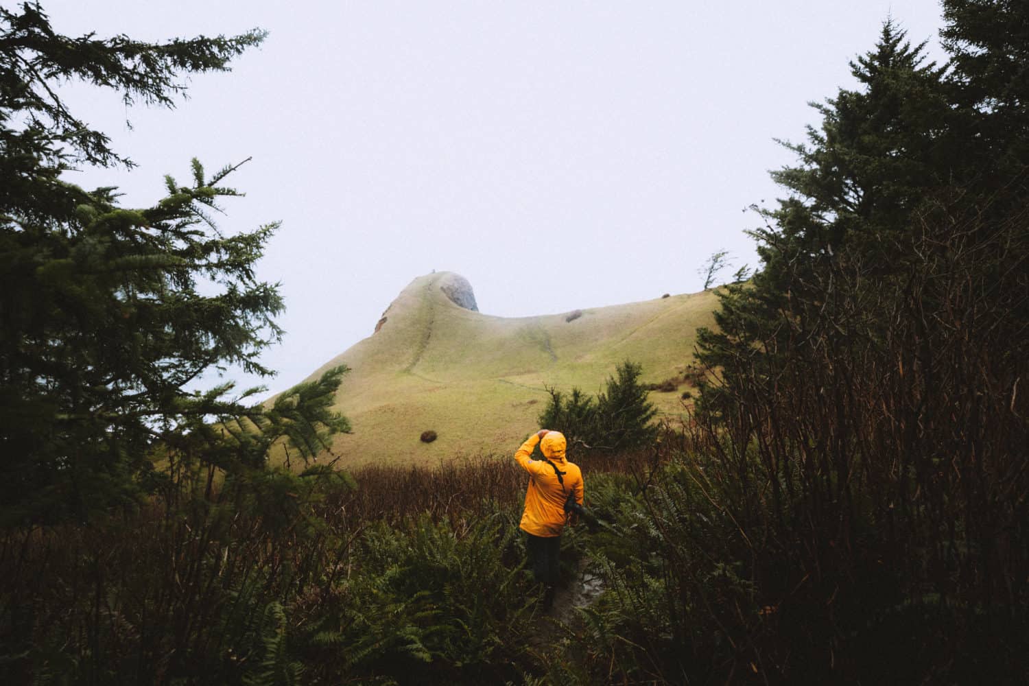Berty viewing "The Thumb" from trees