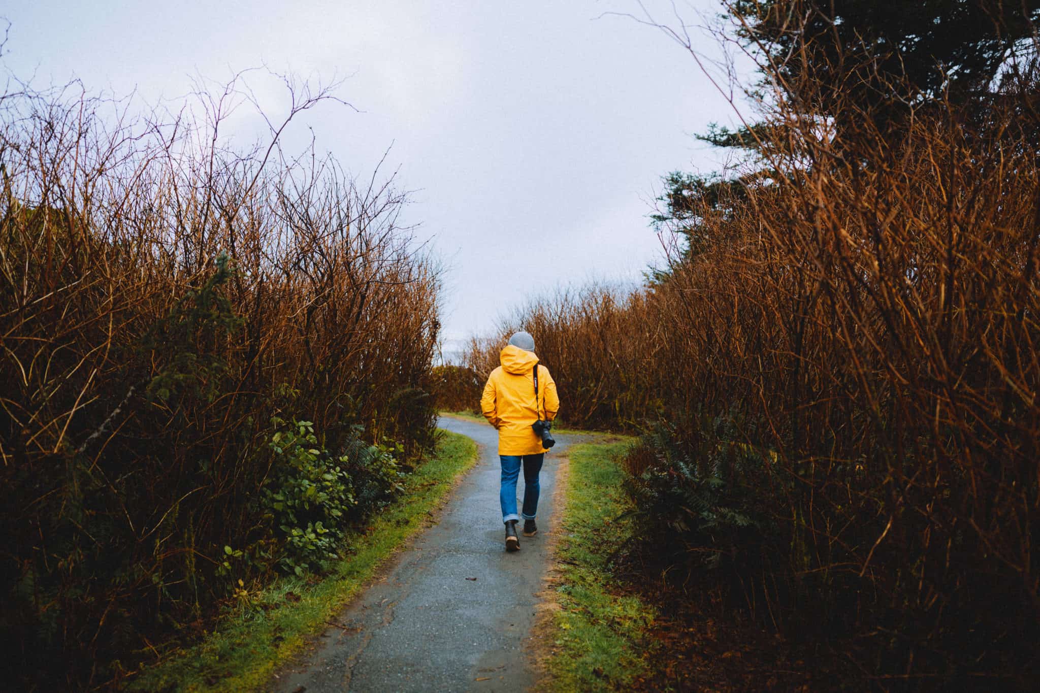 How To Get To The Kalaloch Tree of Life (24 Magical Hours at Kalaloch