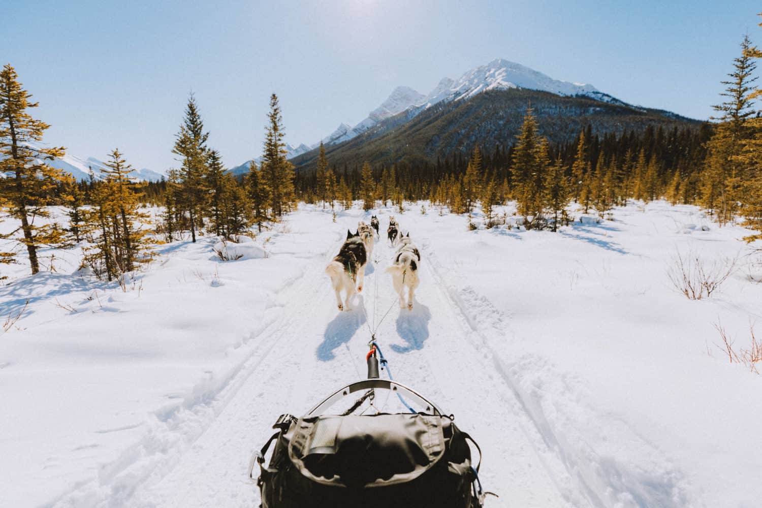 Dog sledding in Banff - TheMandagies.com