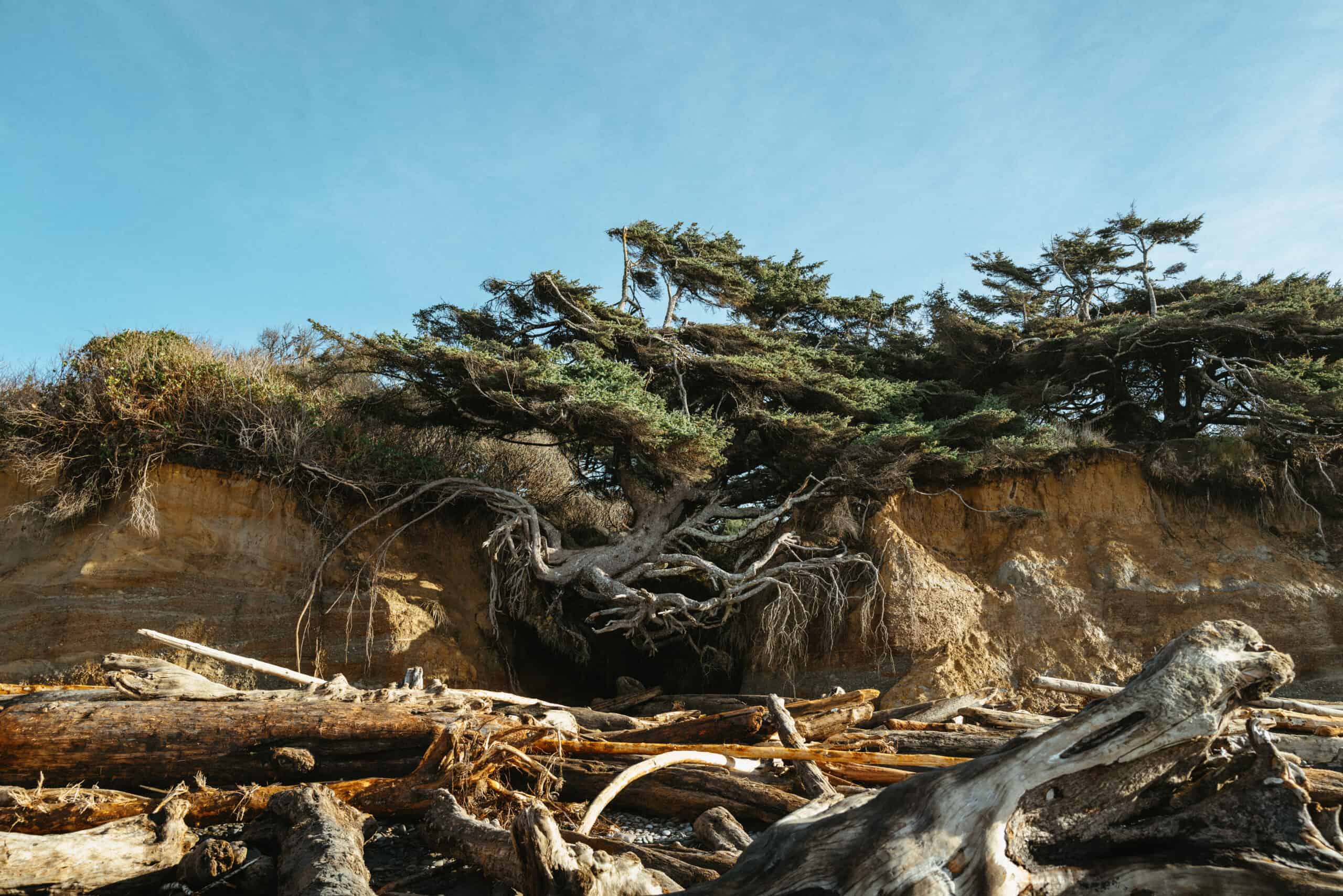Kalaloch Tree of Life Olympic Peninsula, Washington