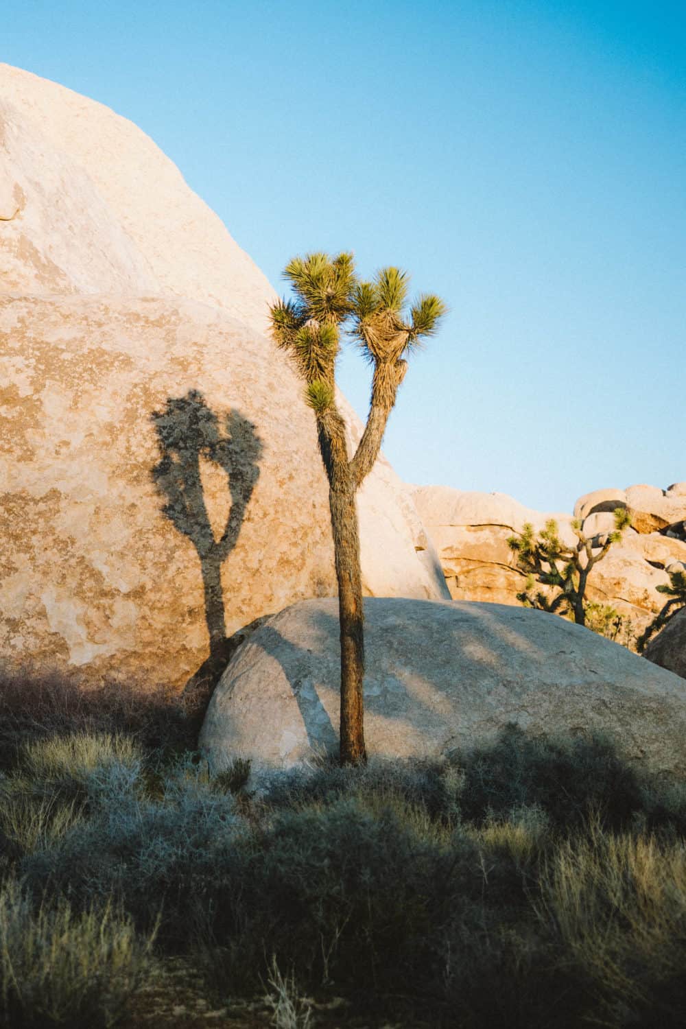 Joshua Tree in Morning shot with Canon EOS R