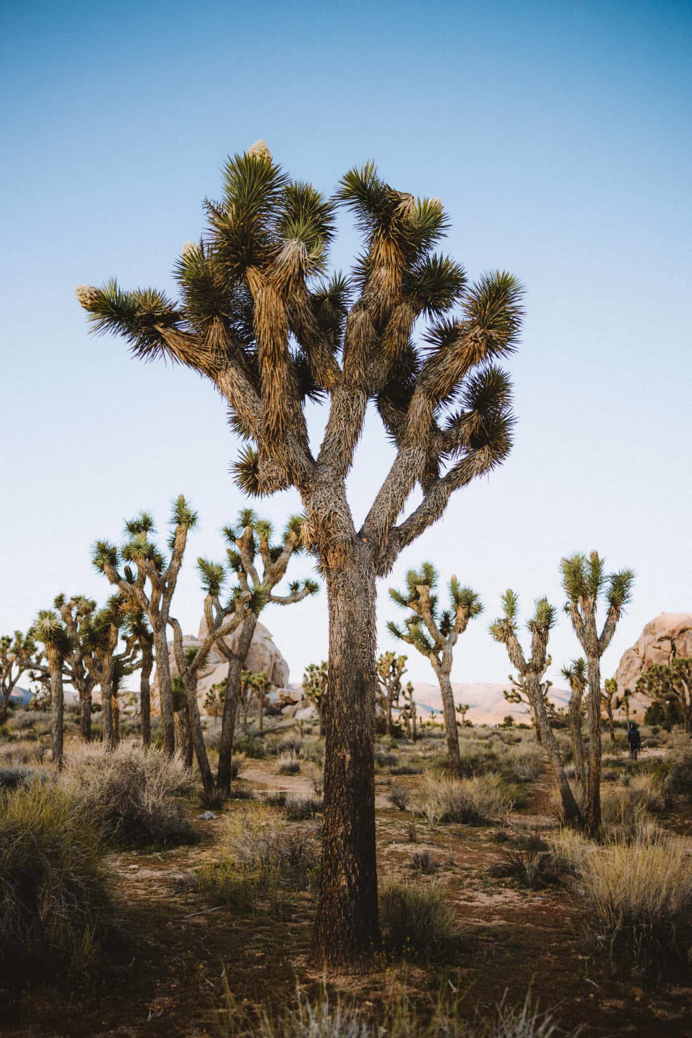 Joshua Tree in Joshua Tree NP - Southwest Road Trip Destination -TheMandagies.com