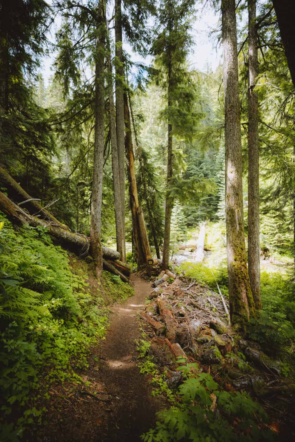 Trail down to Lower Diamond Creek Falls (river access)