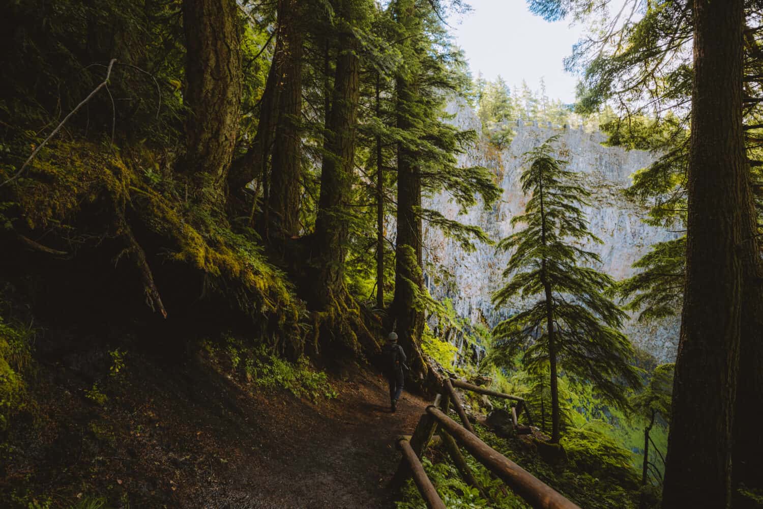 trail down to Salt Creek Falls