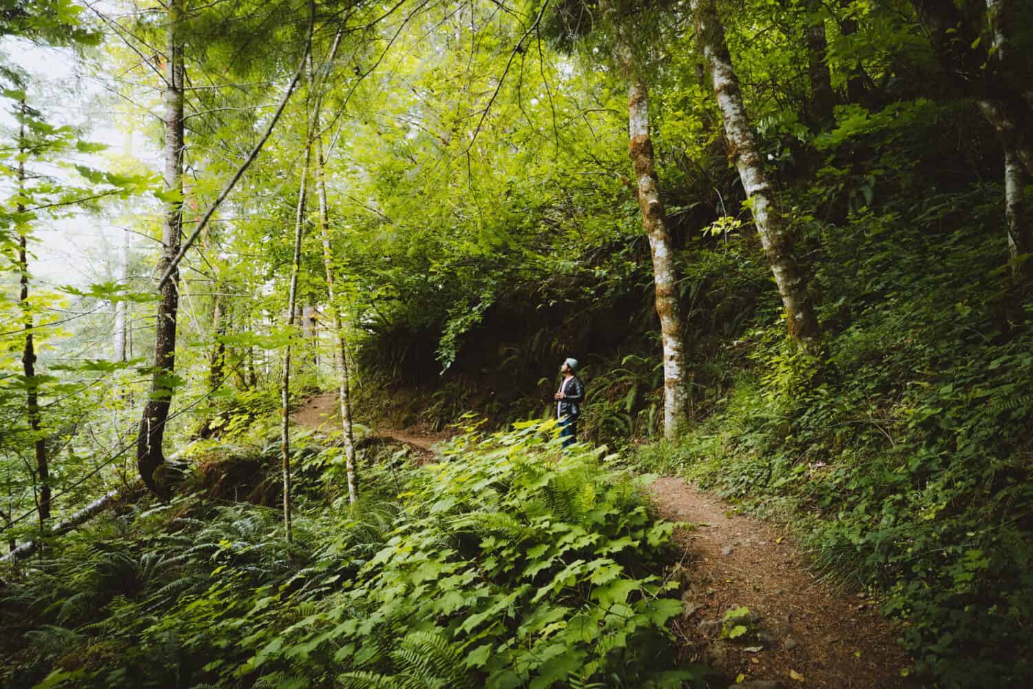 Forest Bathing in Willamette National Forest - TheMandagies.com