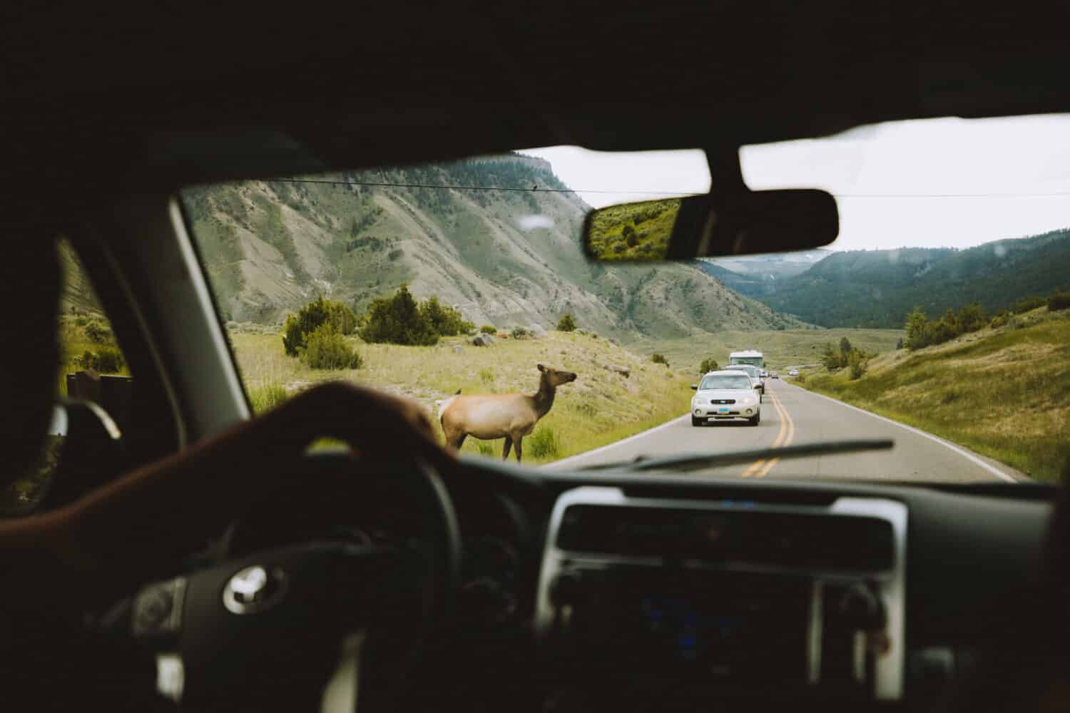 Wildlife viewing at Yellowstone National Park