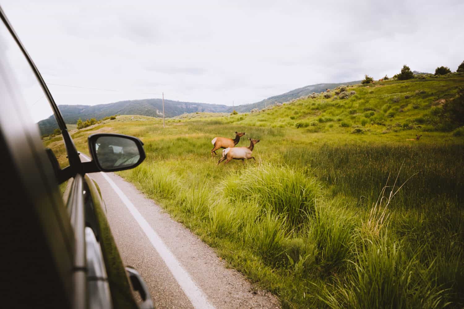 Things To Do In Yellowstone National Park - Wildlife Viewing