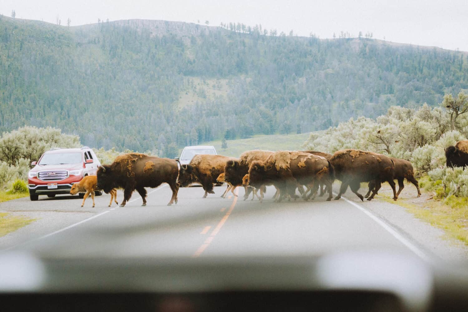 Bison crossing the road at Yellowstone National Park