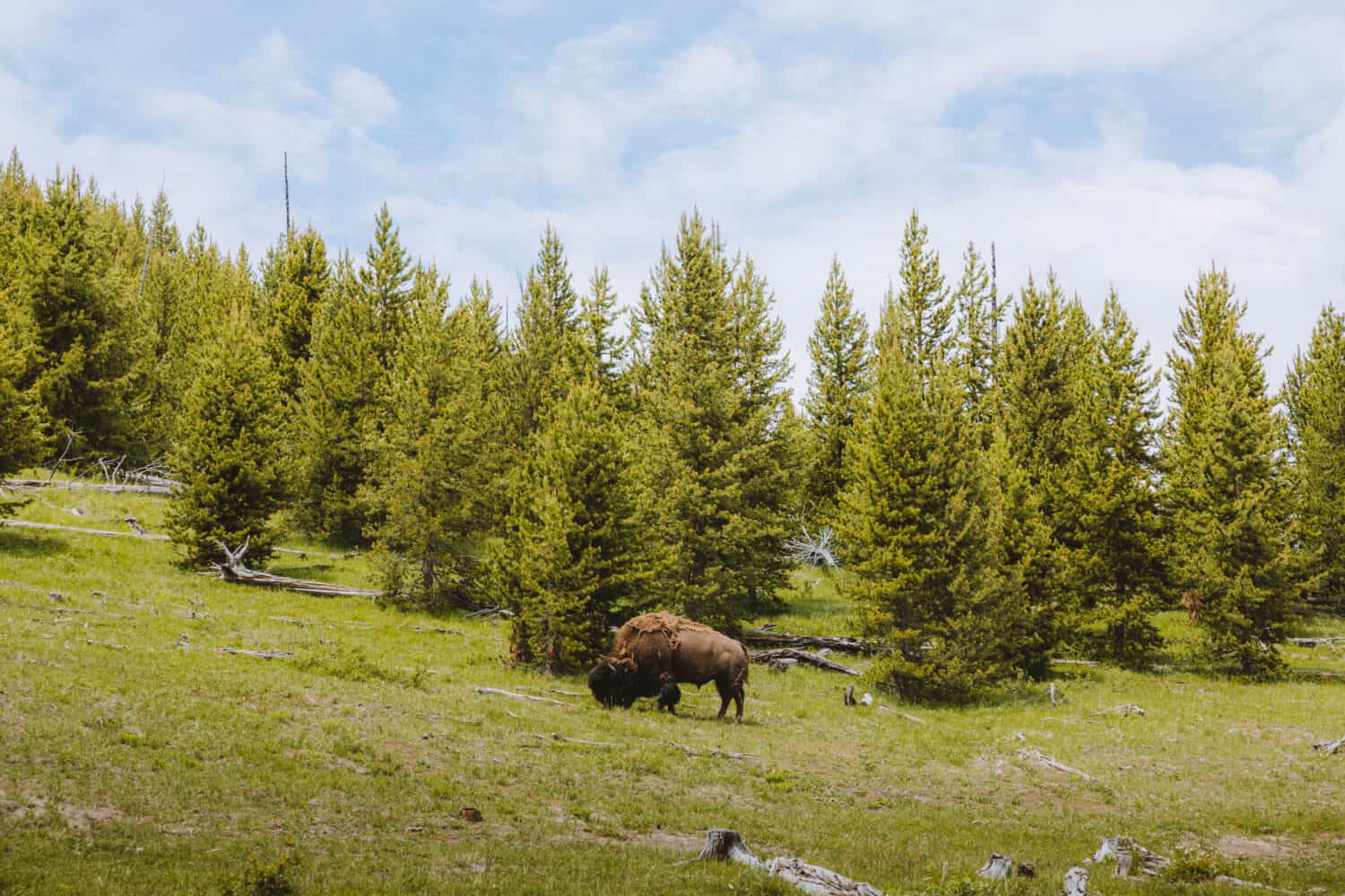 Bison on Grand Prismatic Overlook Trail