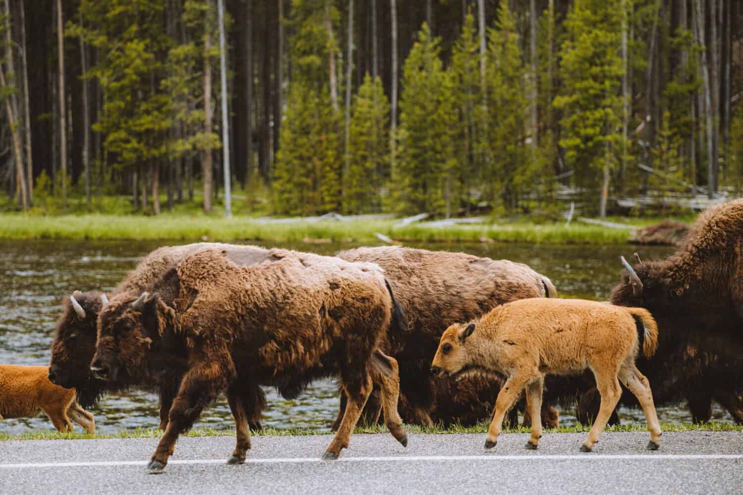 Yellowstone Wildlife - Bison and baby bison