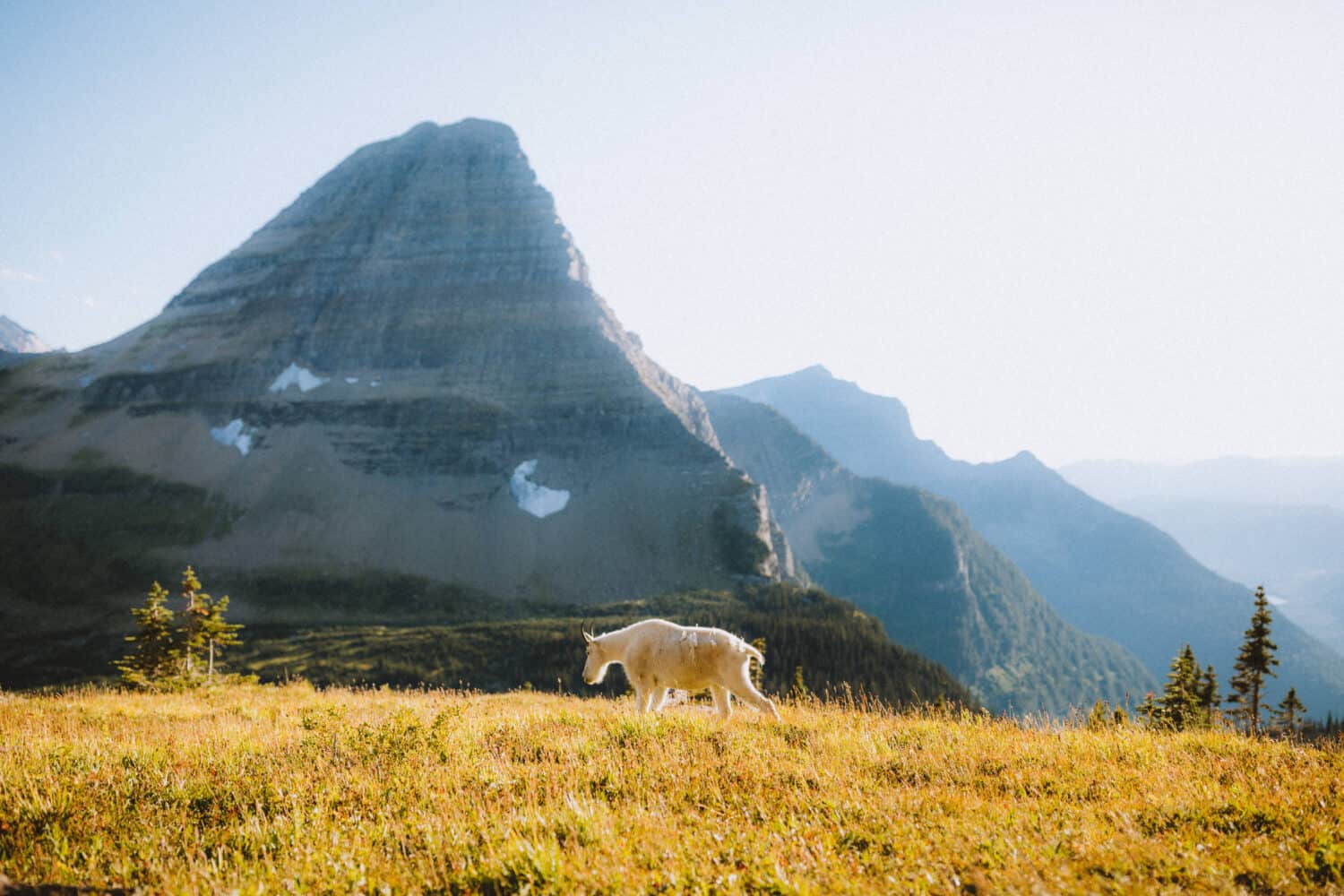 Mountain Goat at Hidden Lake Lookout - Glacier