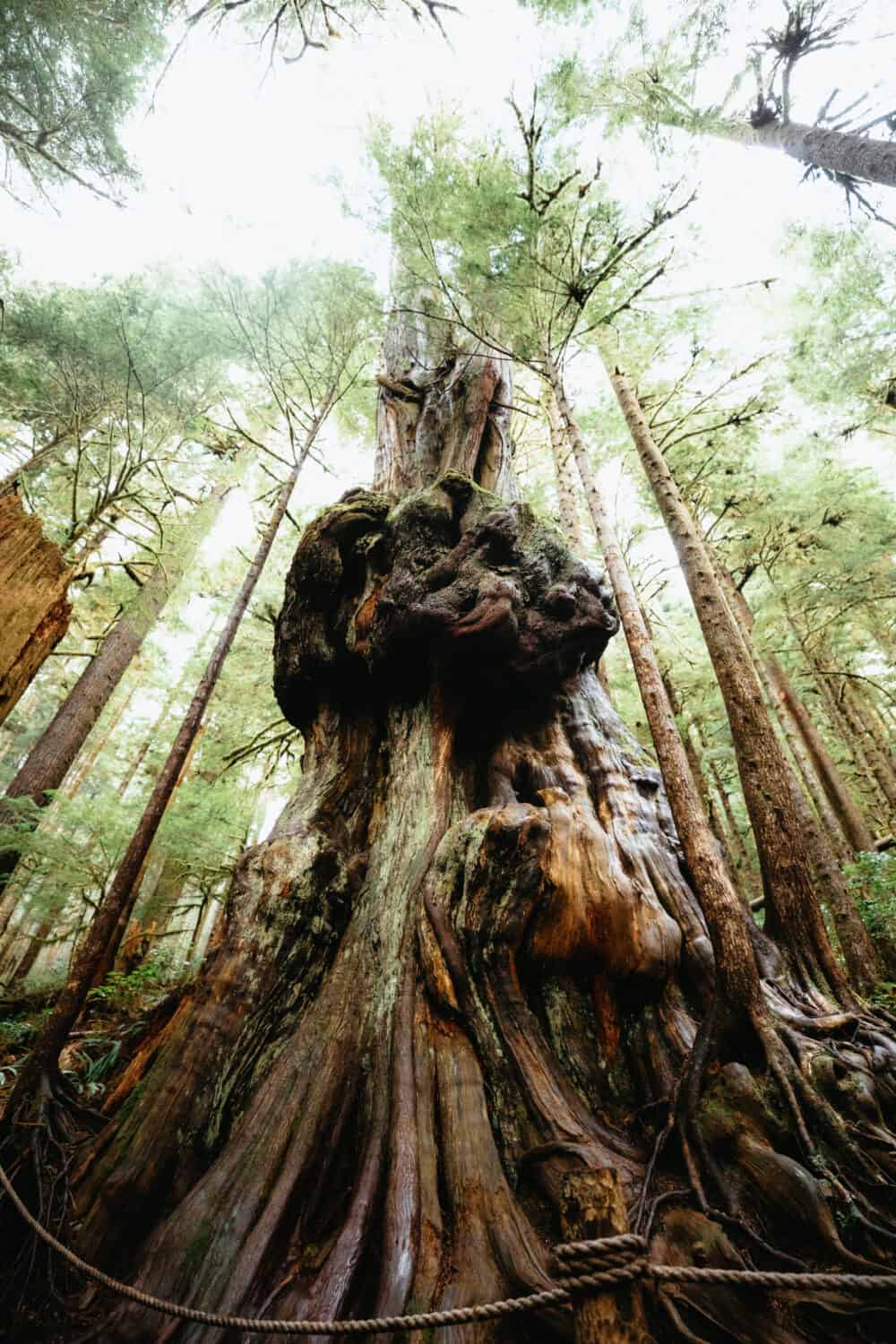 View of Canada's Gnarliest Tree in Avatar Grove, Port Renfrew, BC - TheMandagies.com