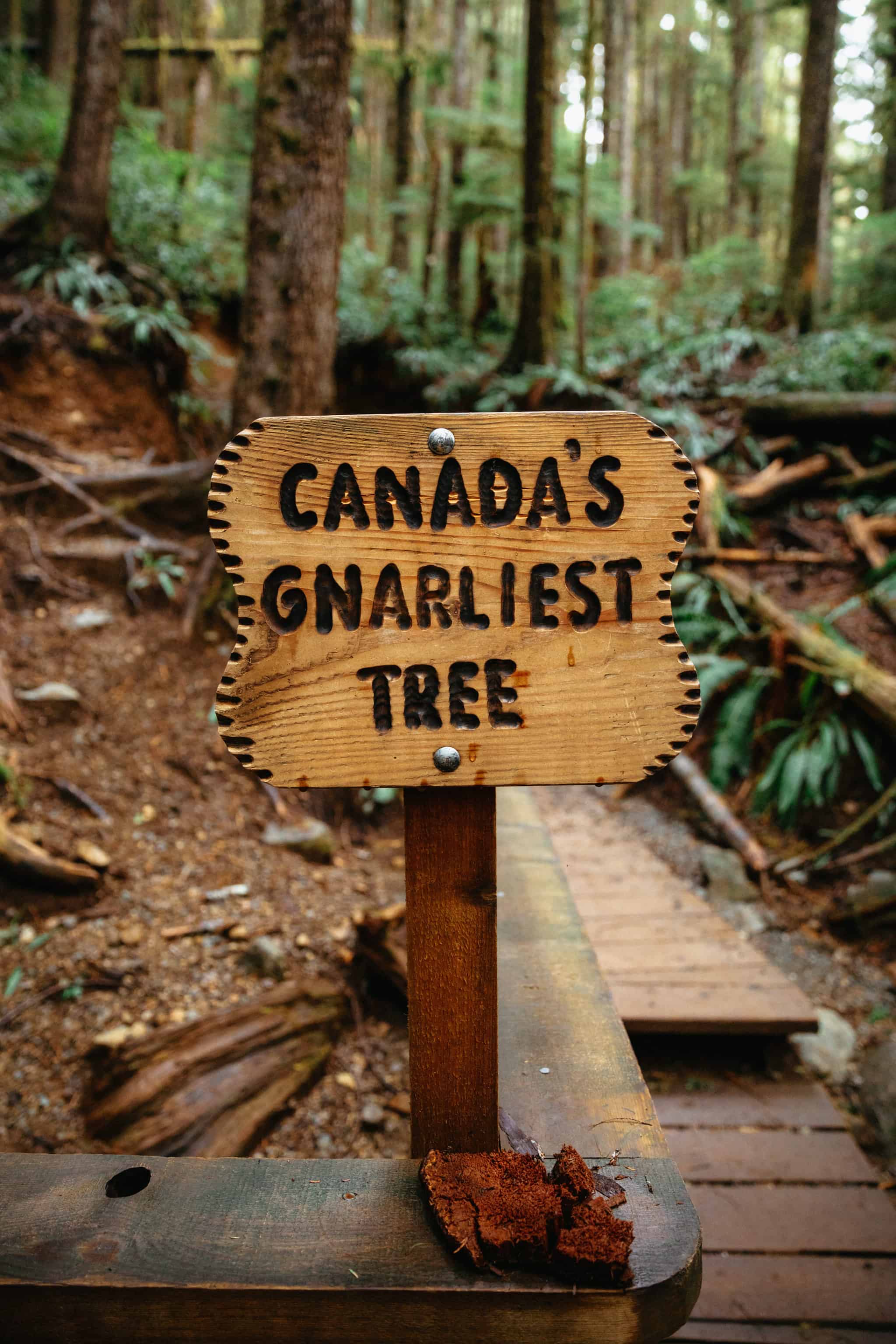Canada's Gnarliest Tree Sign