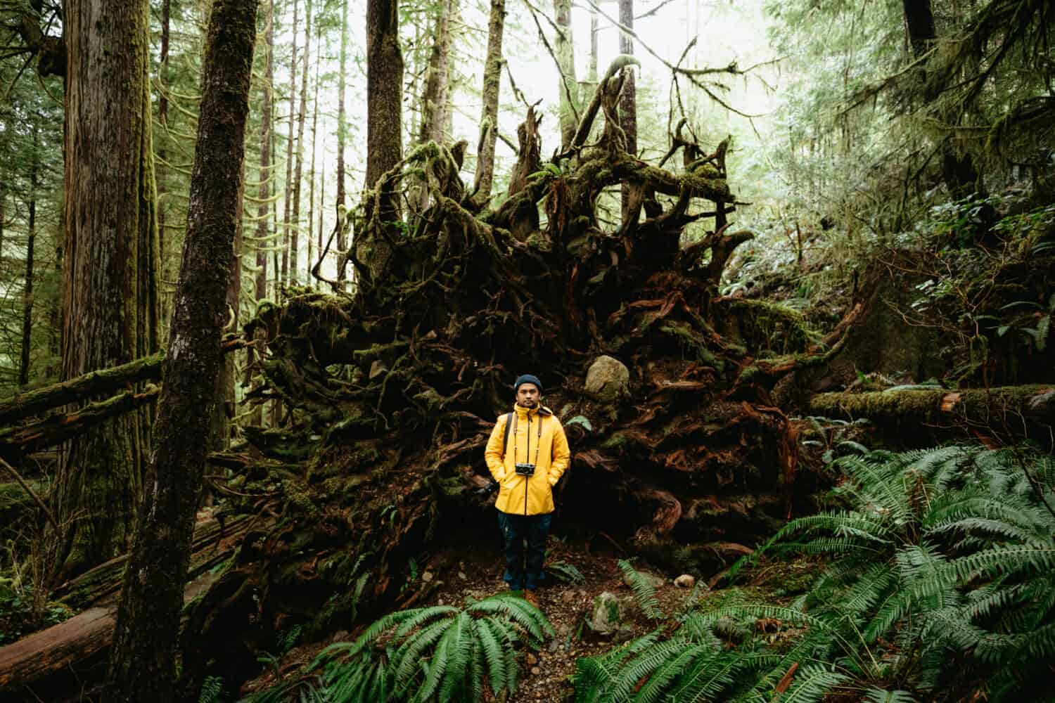 Berty Mandagie standing by tree roots at Avatar Grove, Vancouver Island - TheMandagies.com