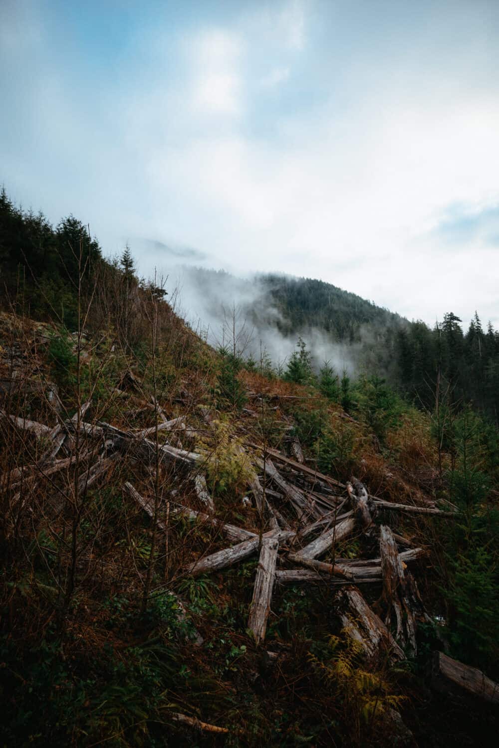 Big Lonely Doug - Port Renfrew, Vancouver Island, Canada - TheMandagies.com