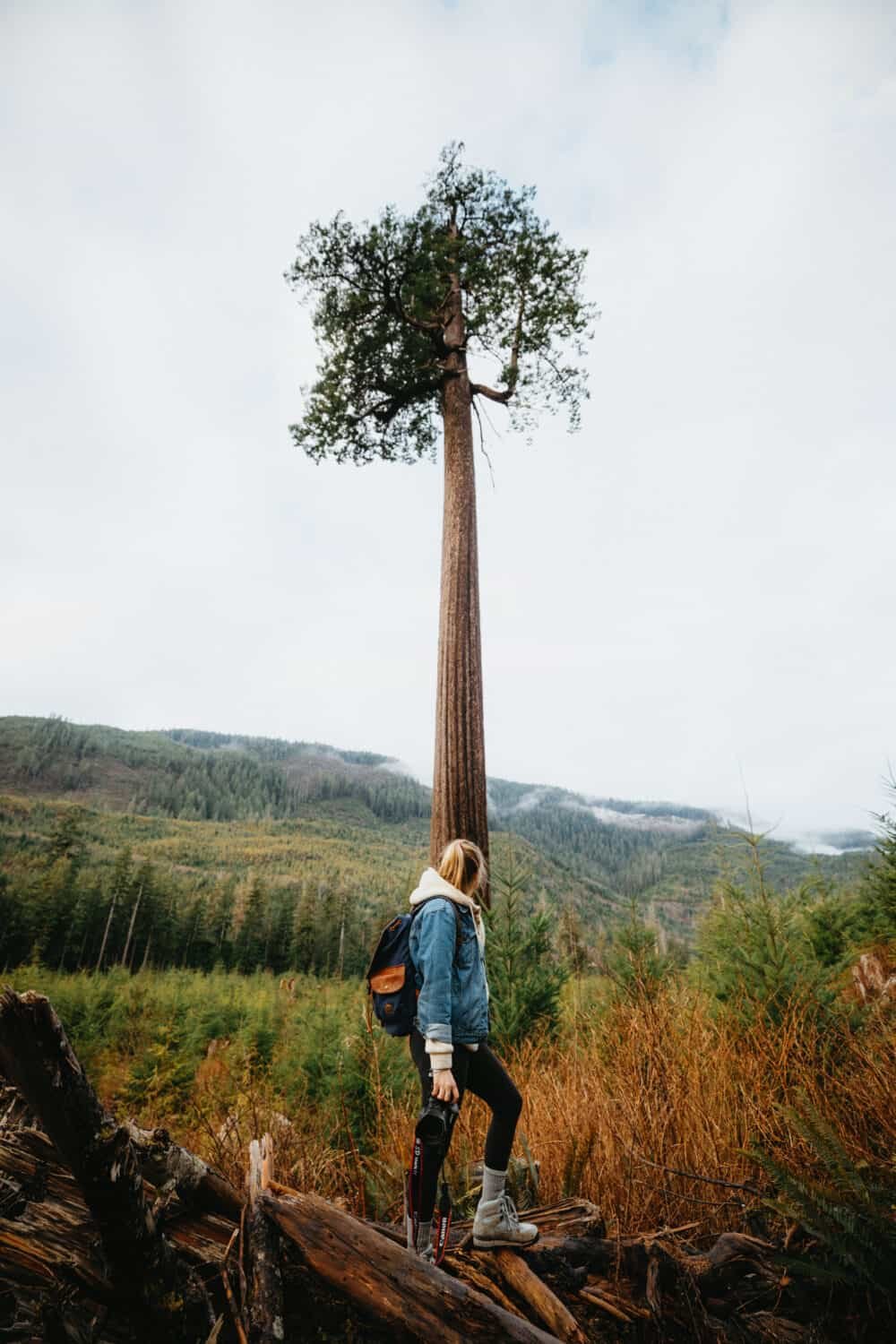 Big Lonely Doug Tree - Vancouver Island Road Trip Stop