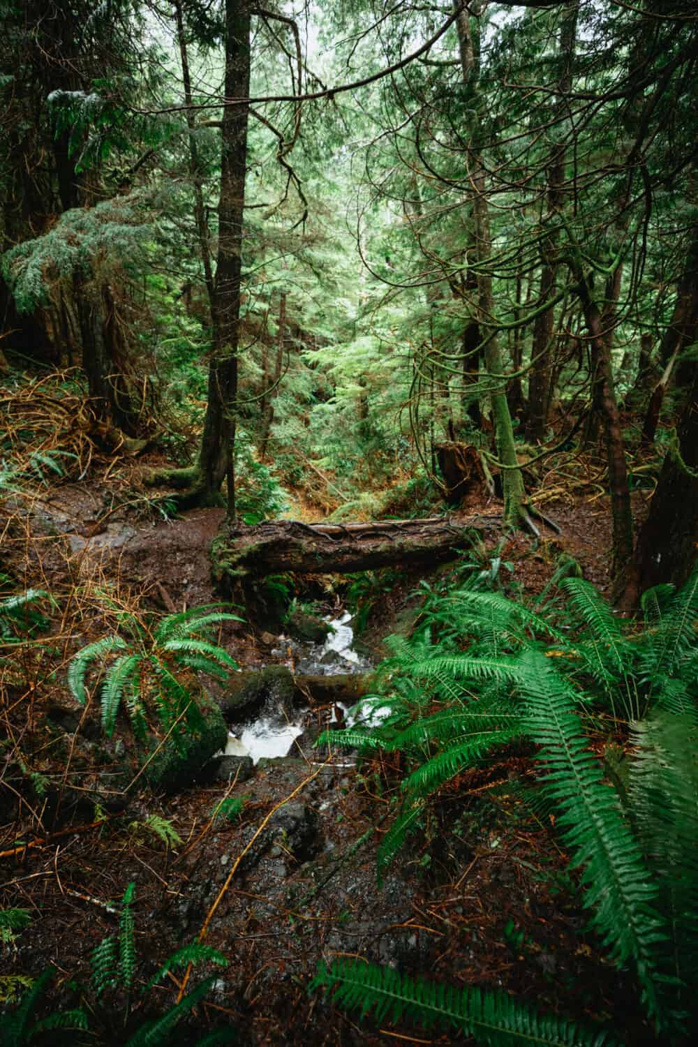 Beginning of Cape Flattery Trail - TheMandagies.com