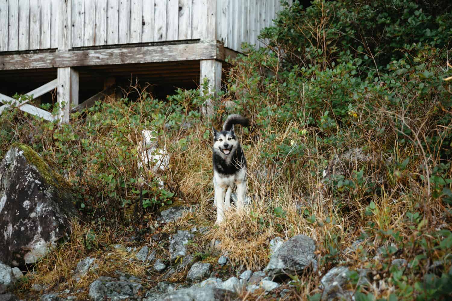 Wild dogs at hot springs cove vancouver island - TheMandagies.com