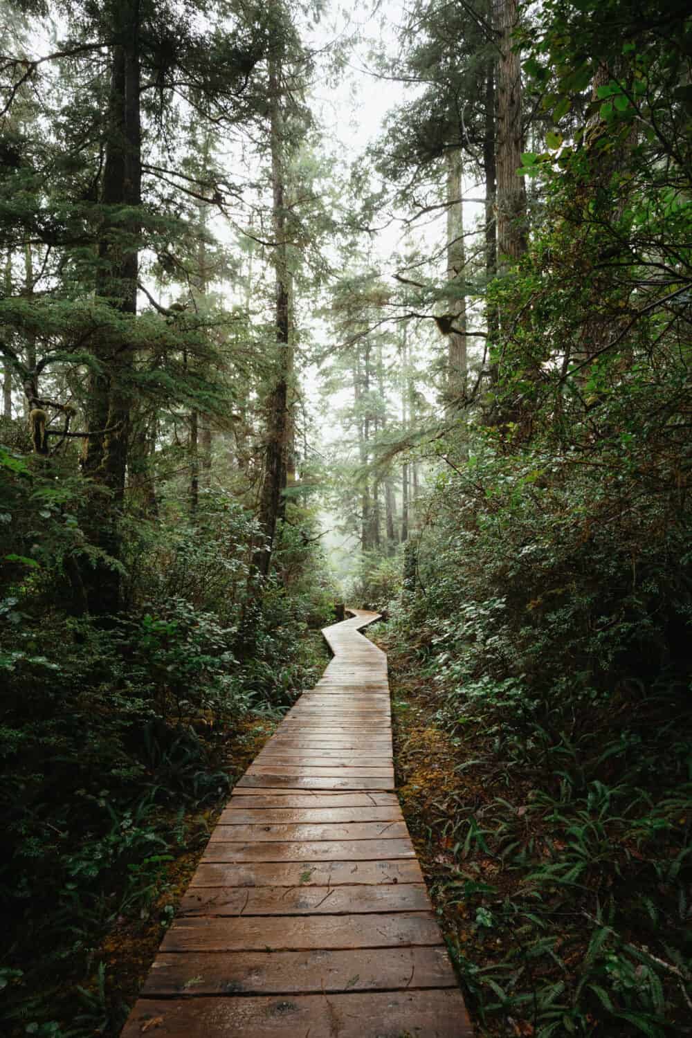 Trails to Hot Springs Cove in the Clayoquot Sound