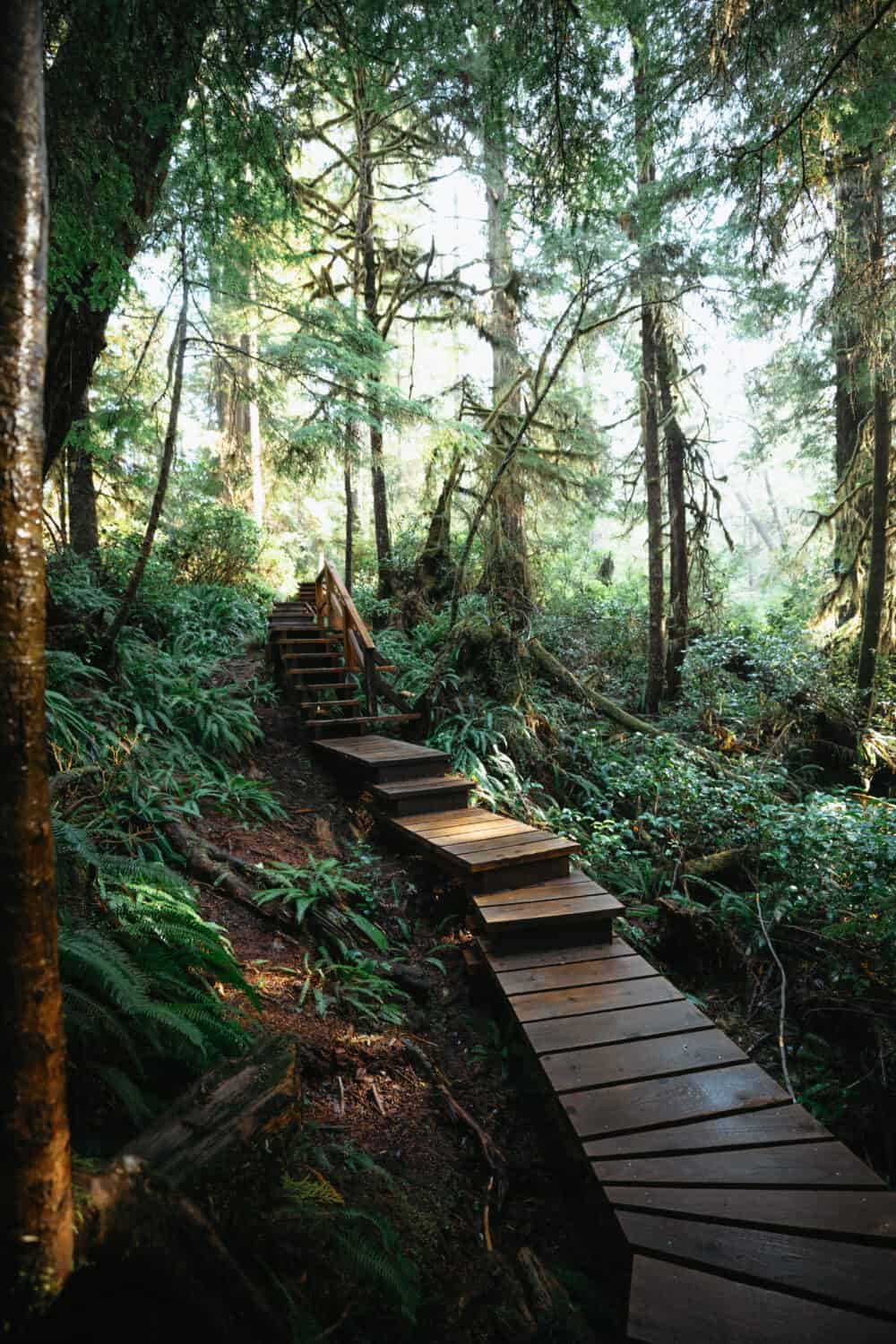 Rainforest Walk Trail in Pacific Rim National Park Trail - TheMandagies.com