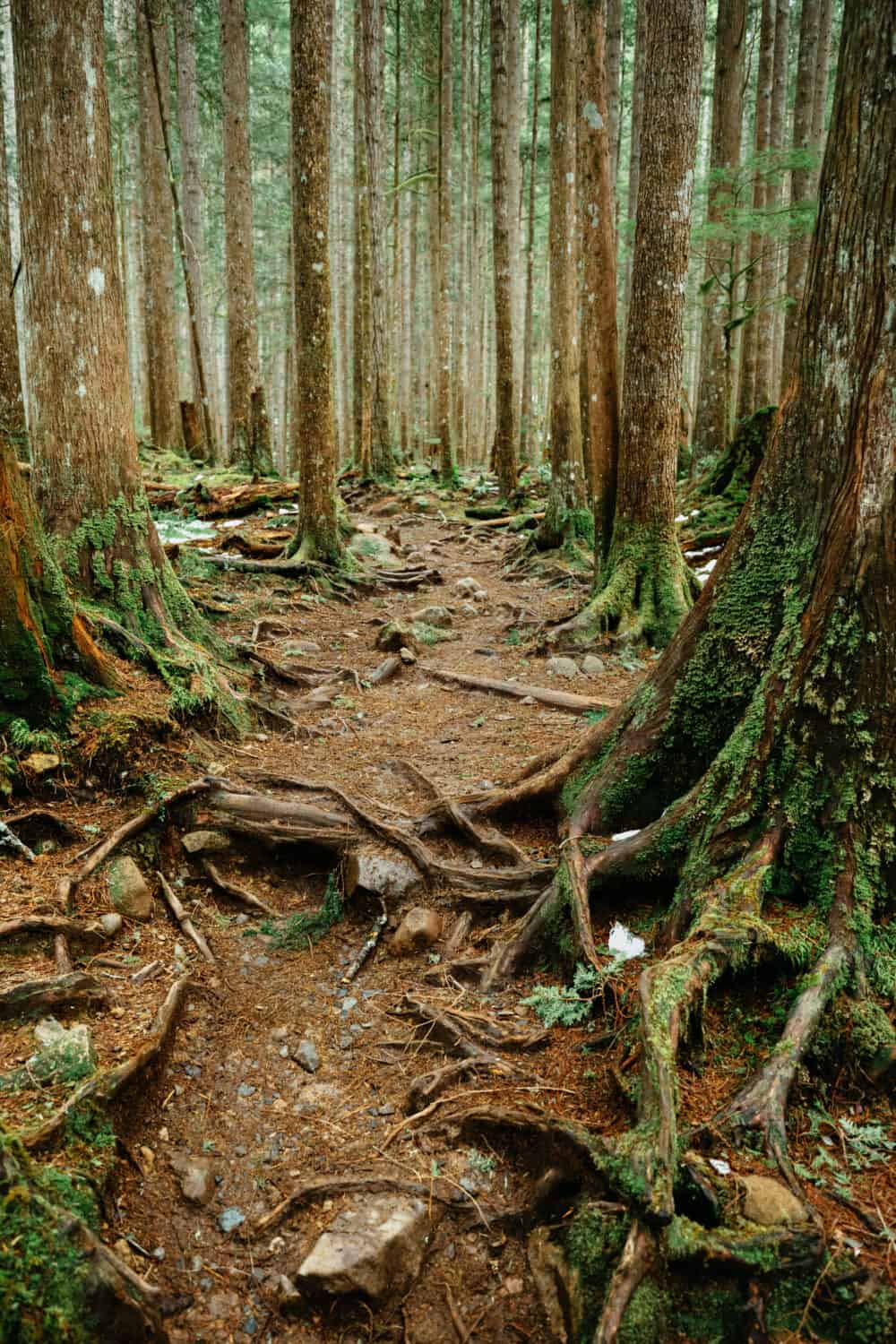 Tree Roots visible on trail along Wallace Falls Hike, Washington - TheMandagies.com