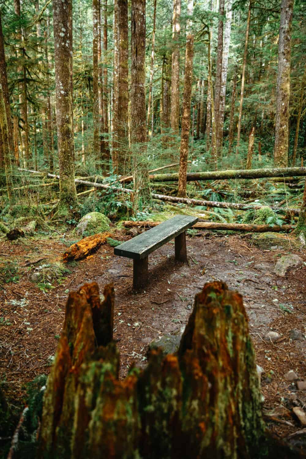 Bench along Wallace Falls Trail - TheMandagies.com