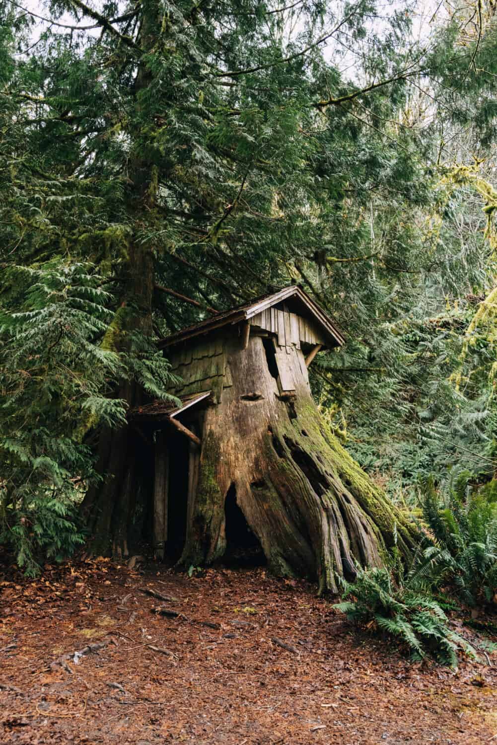 The Stump House - Best Kid Friendly Hikes Near Seattle