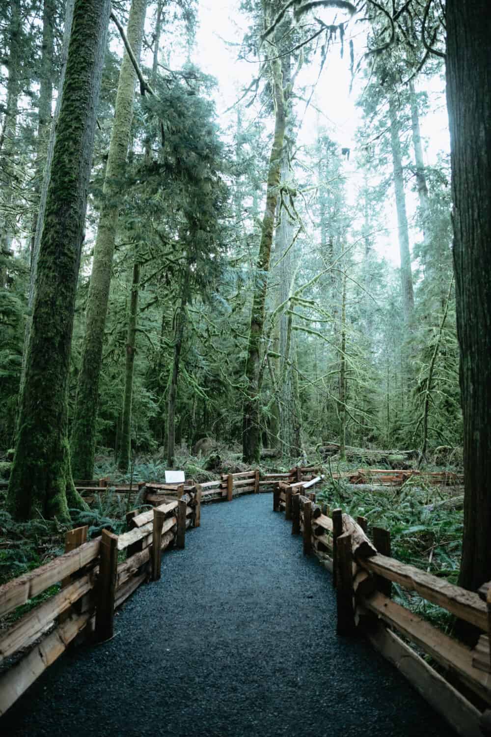 Cathedral Grove, Vancouver Island, British Columbia - TheMandagies.com