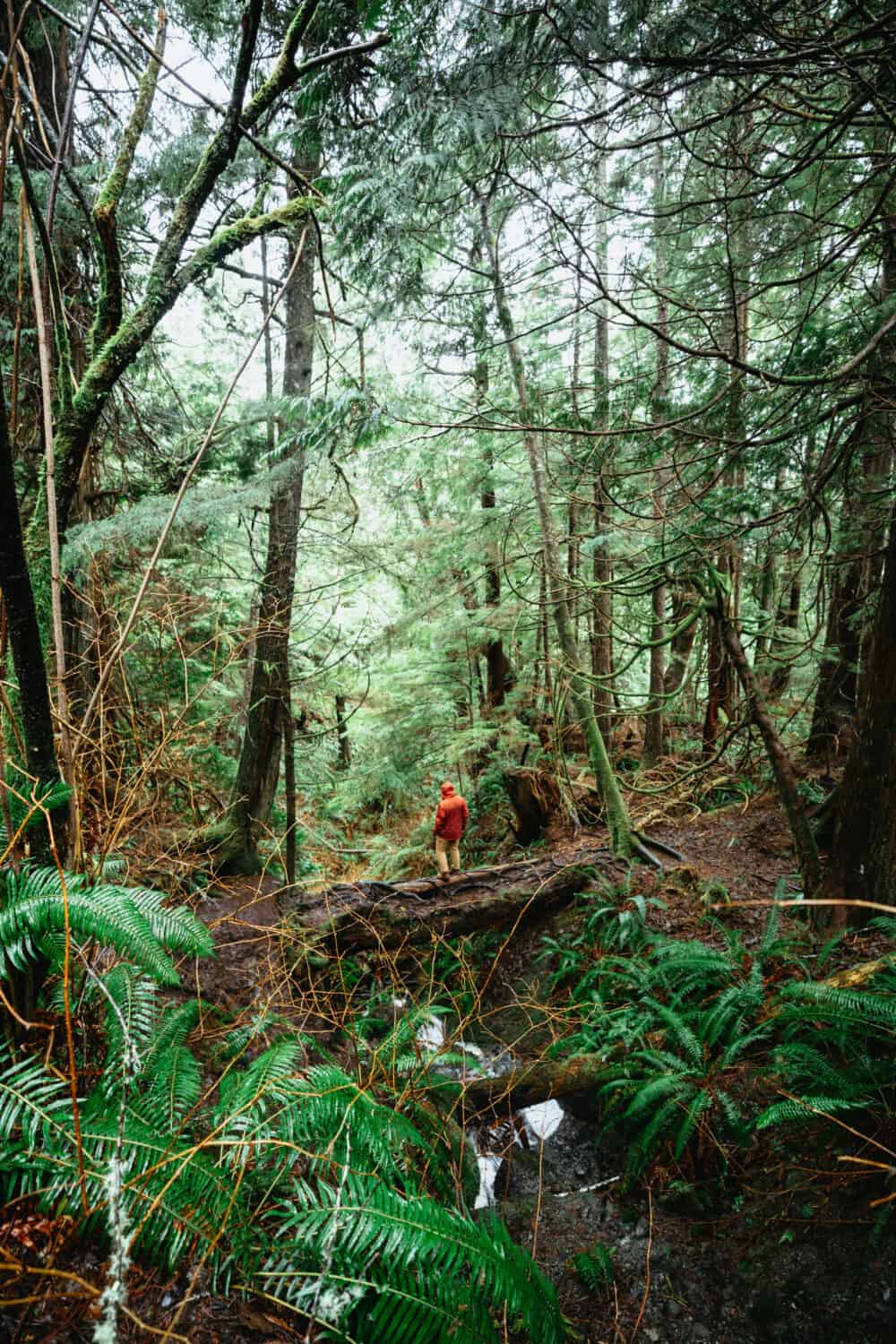 Temperate Rainforest in Olympic National Park - TheMandagies.com